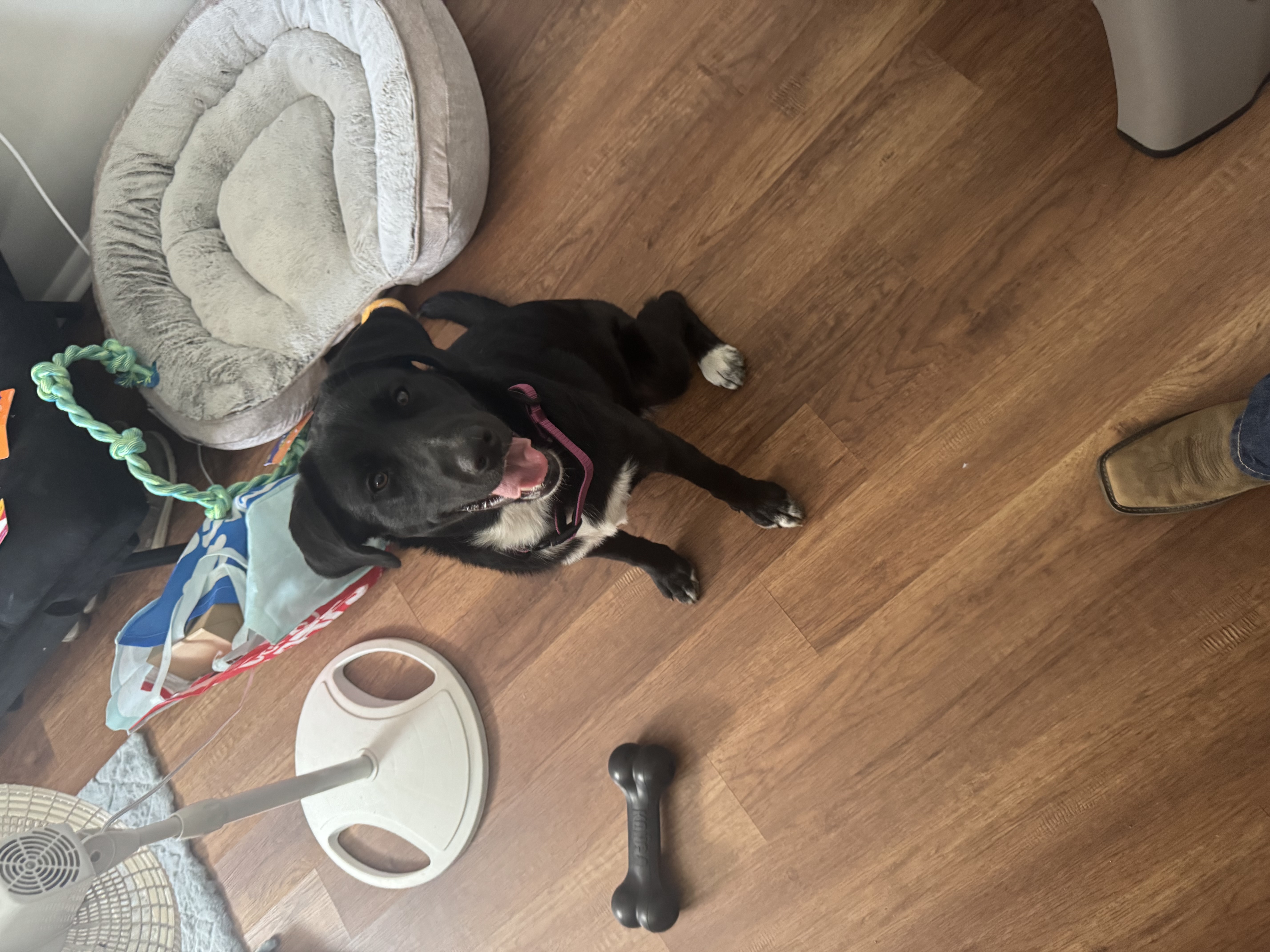Black lab mix image 5