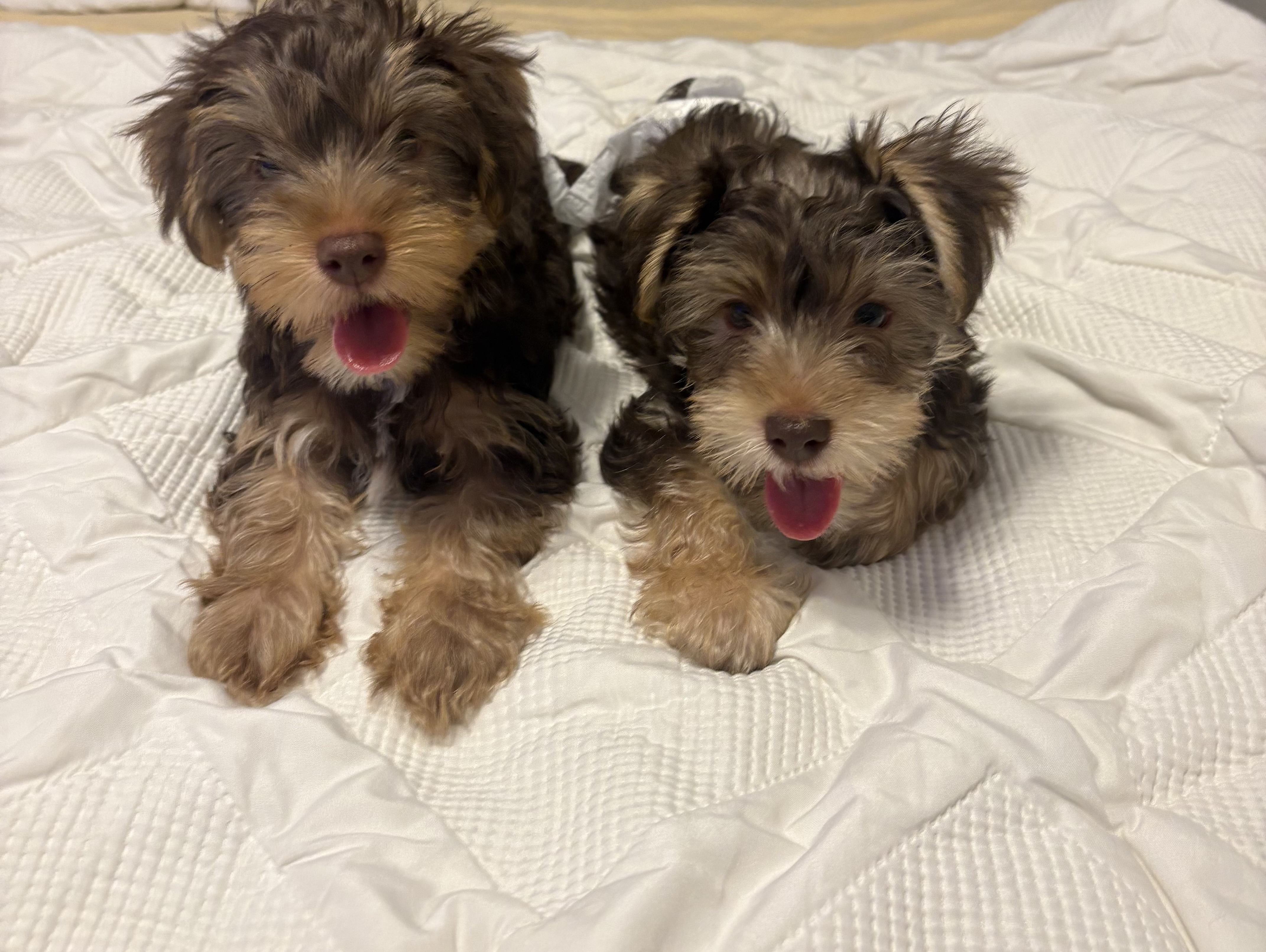 female yorkie each for sale image 1