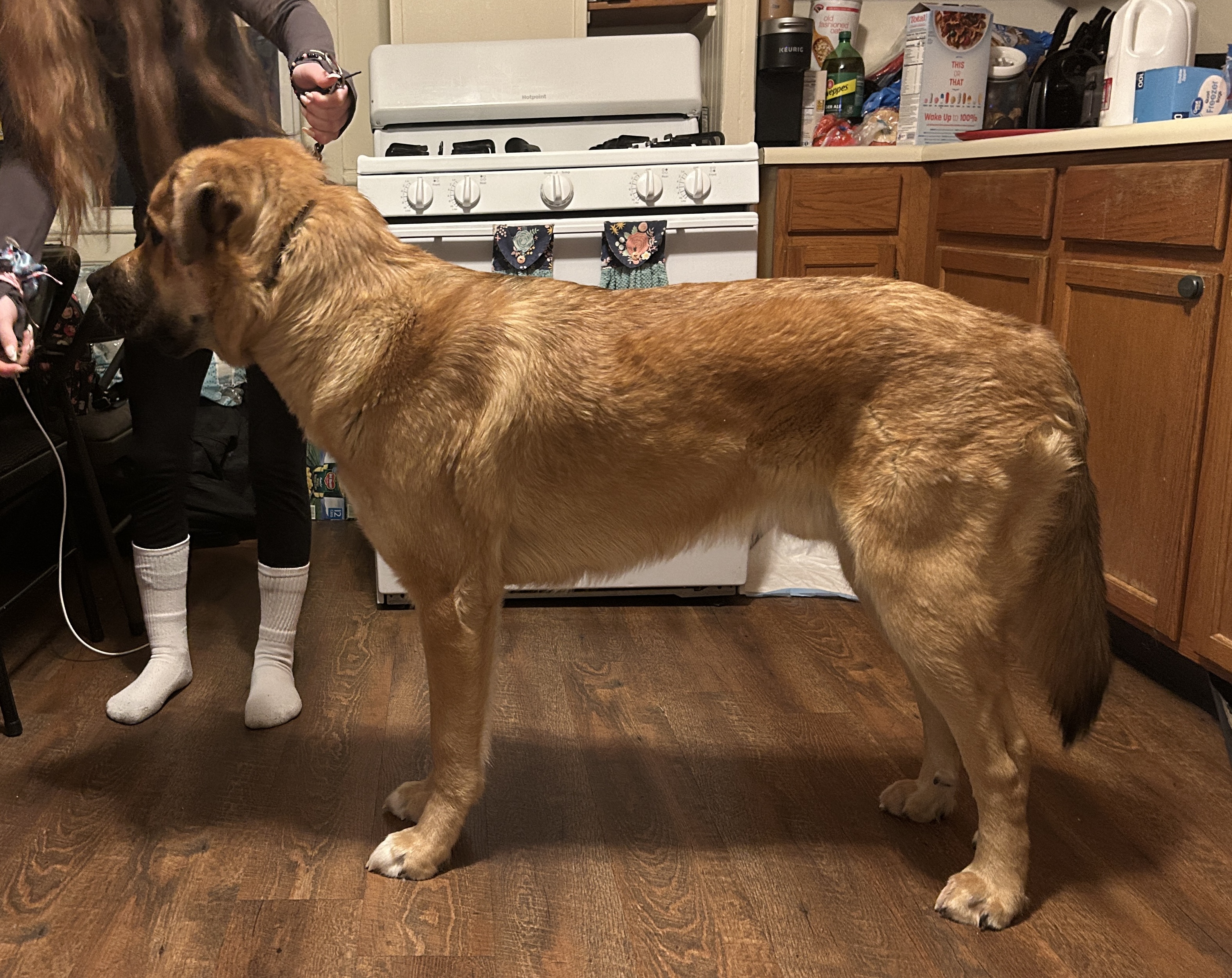 Rehoming young dog image 1