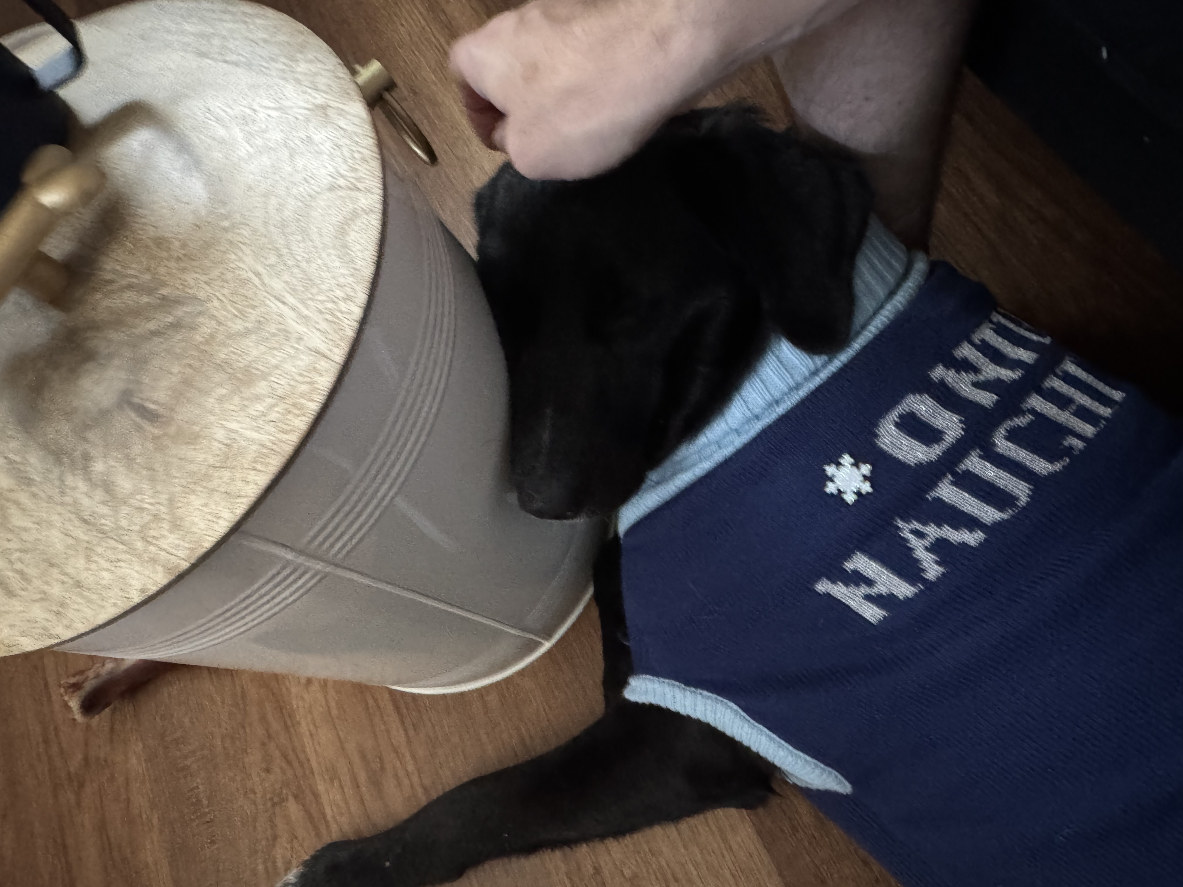 Black lab mix image 4