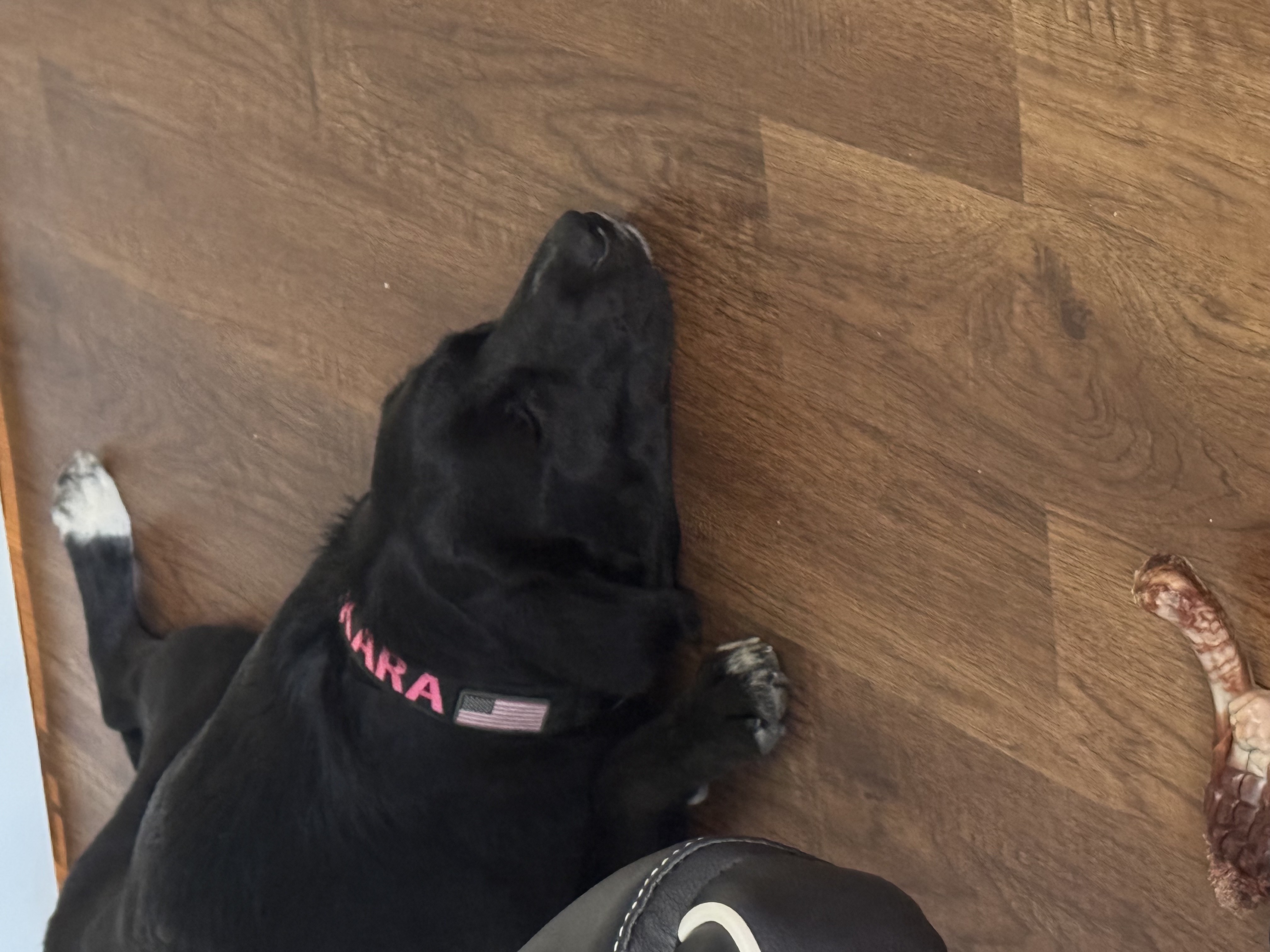 Black lab mix image 3