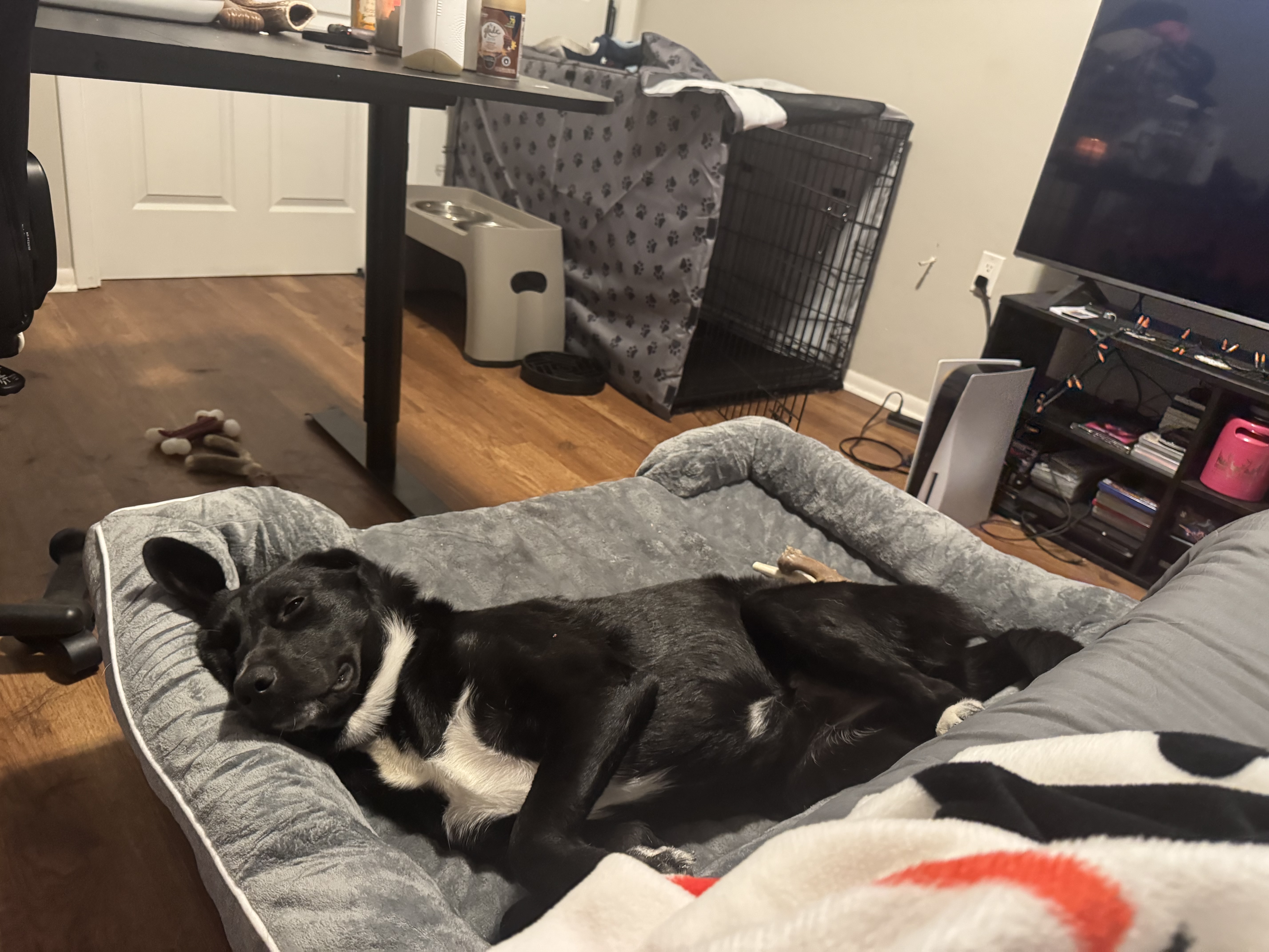 Black lab mix image 2
