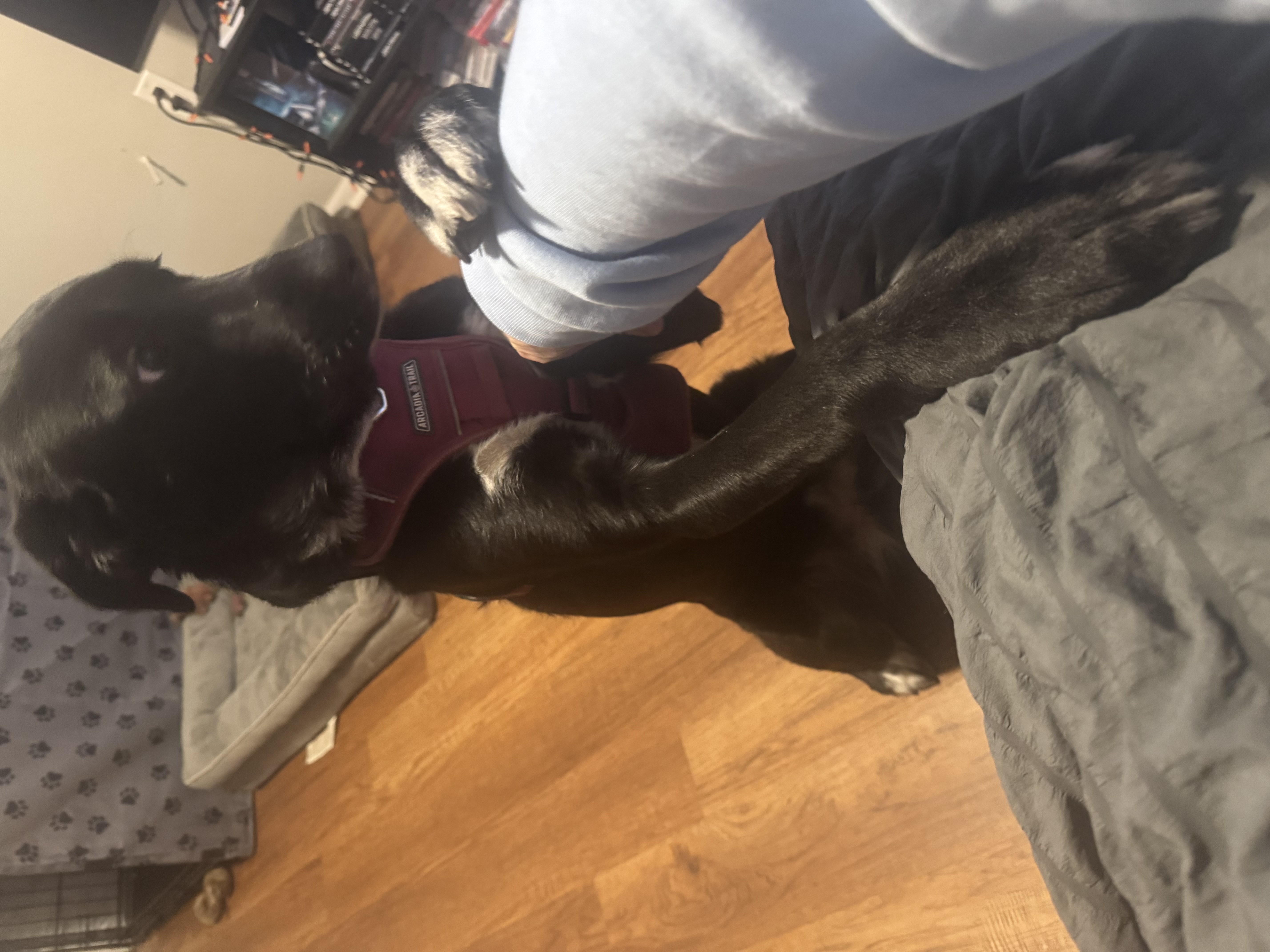 Black lab mix image 1