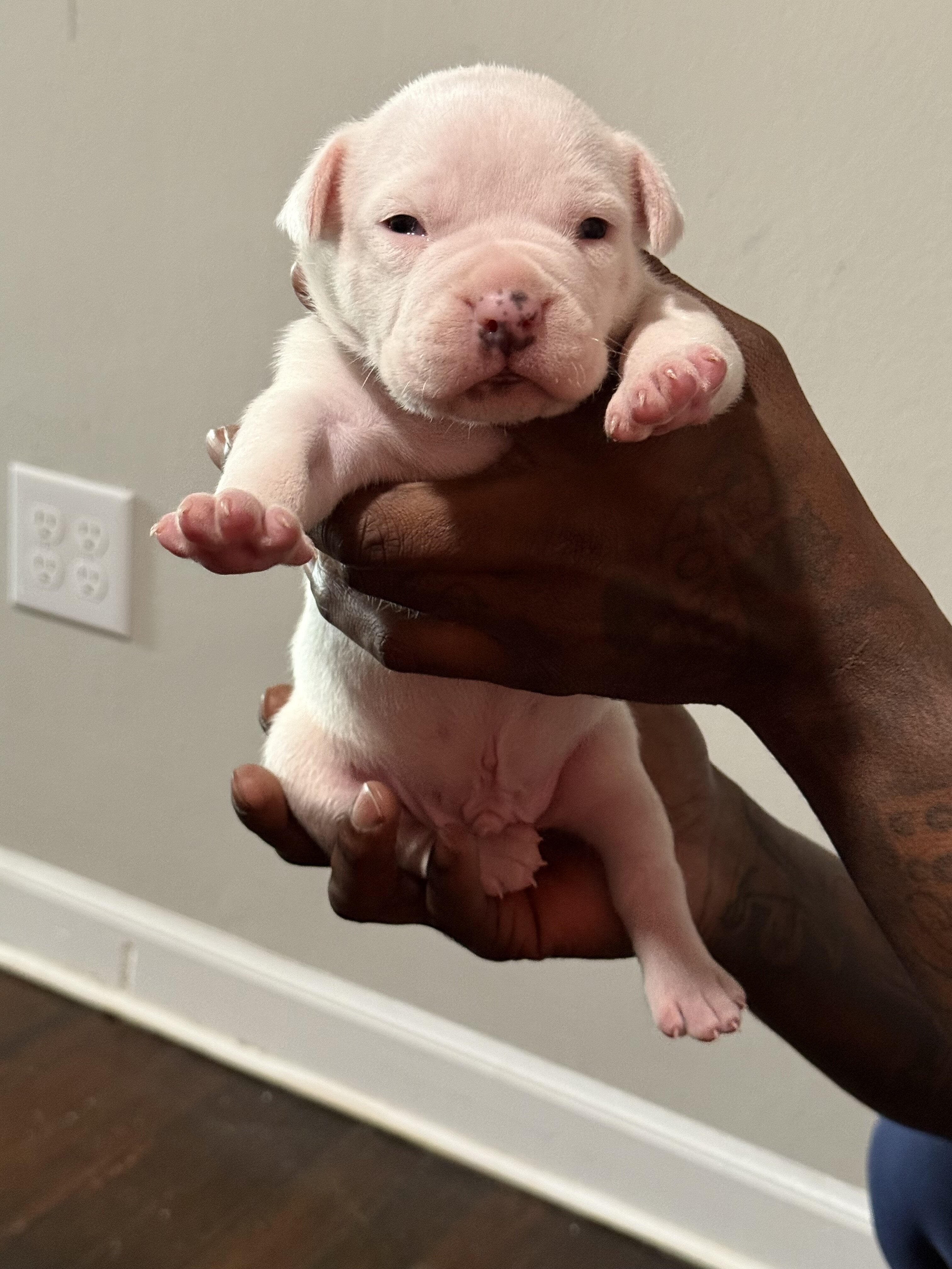 American bully image 2