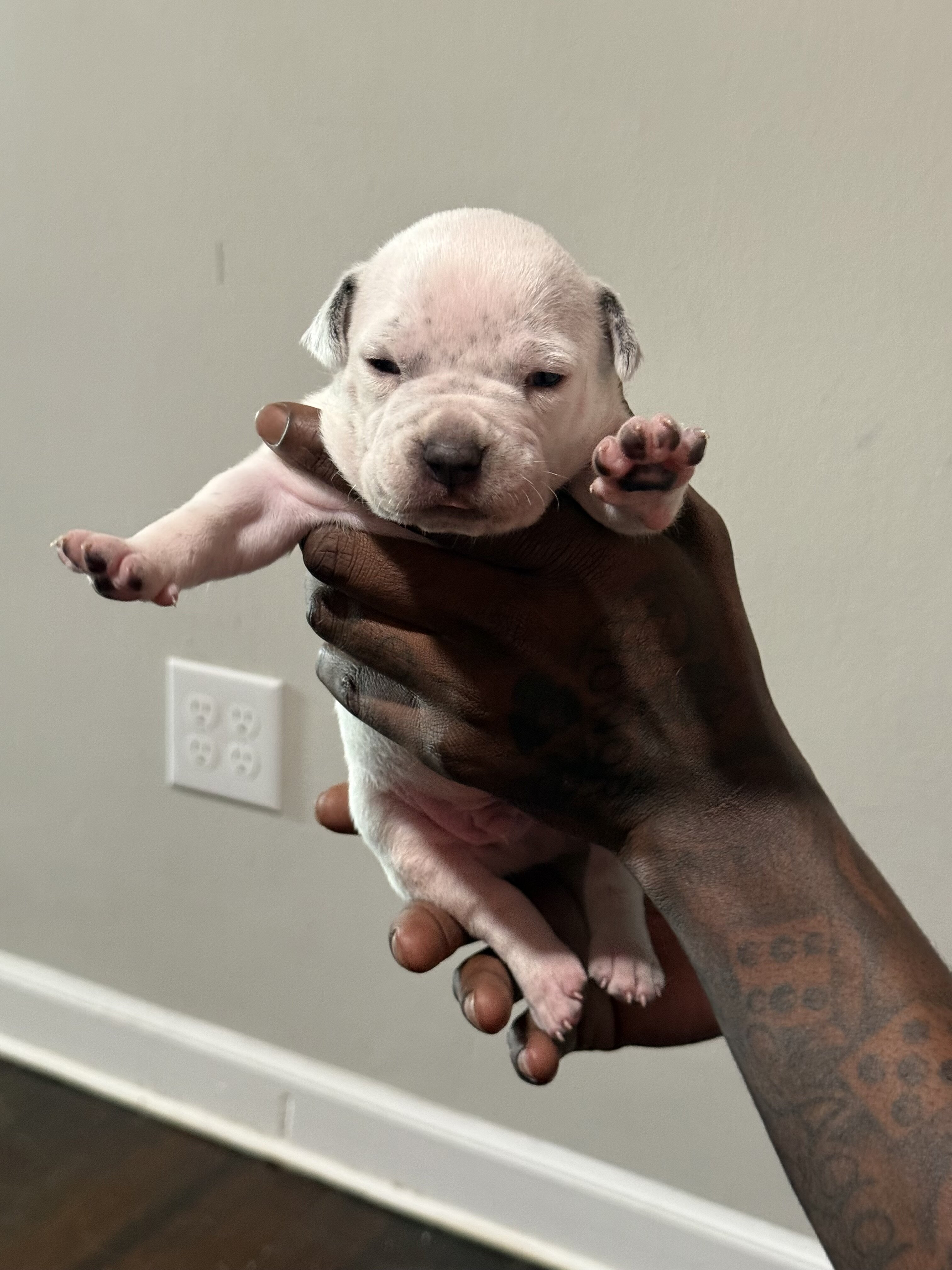 American bully image 1