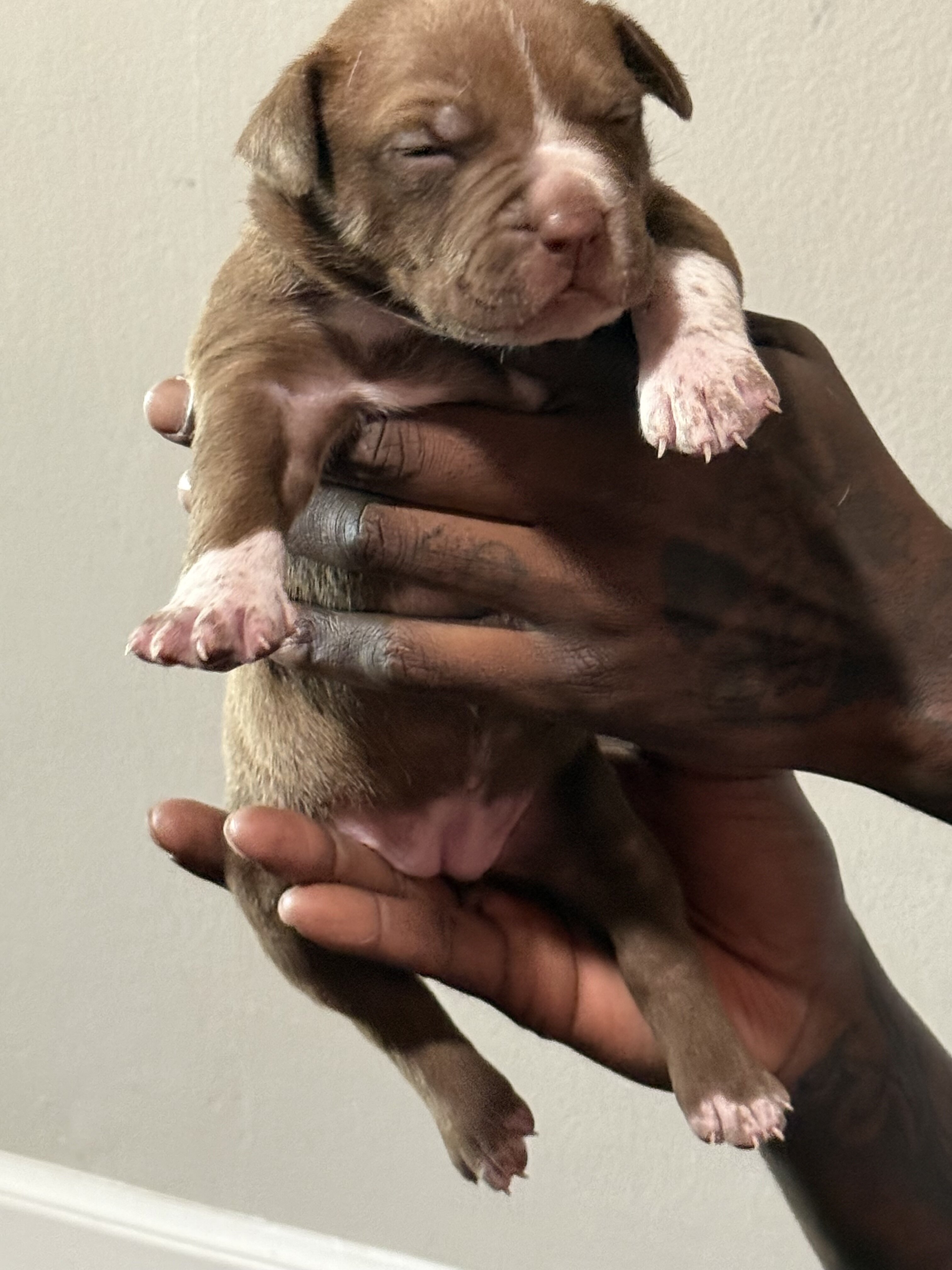 American bully image 3