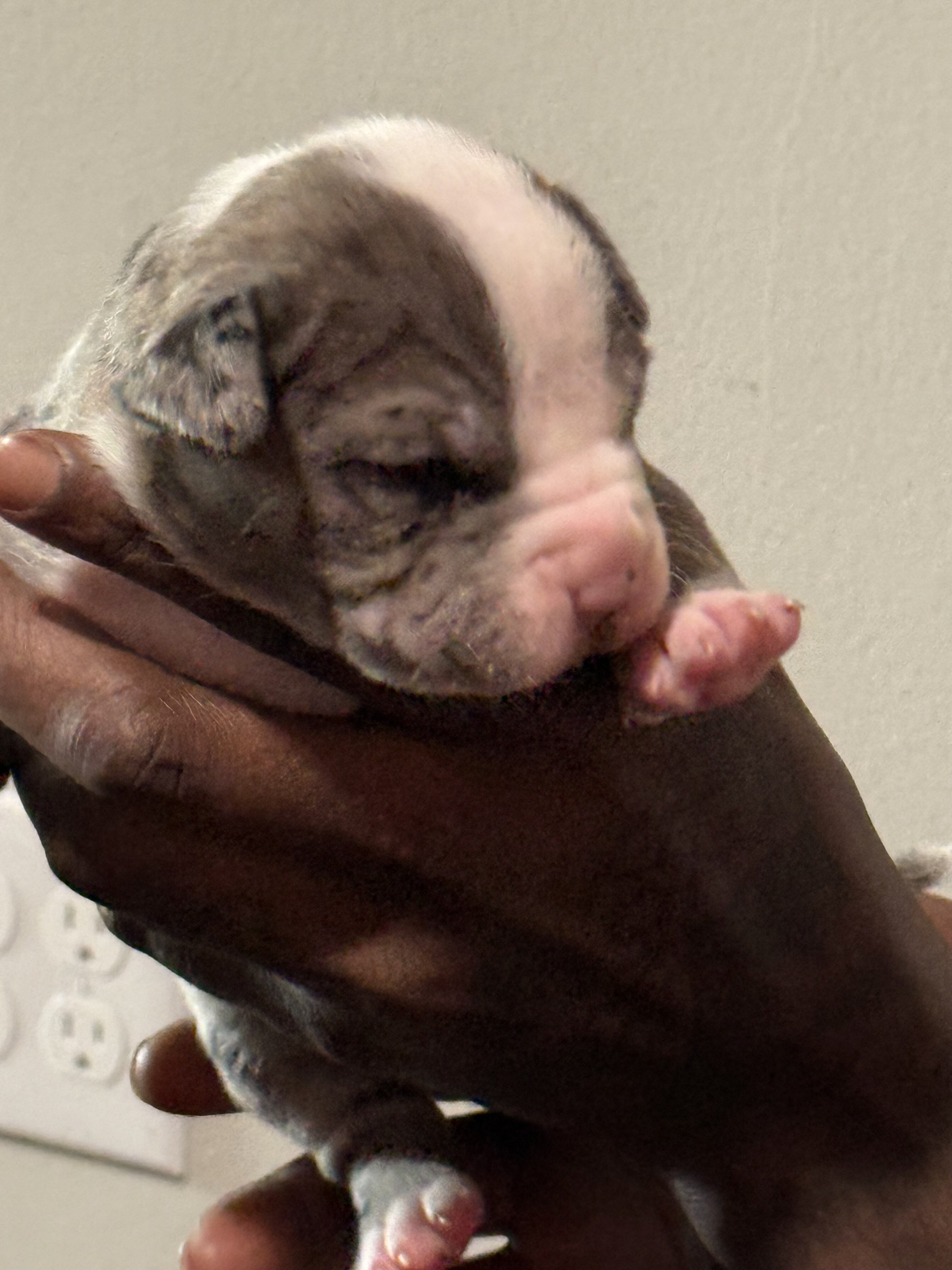 American bully image 6