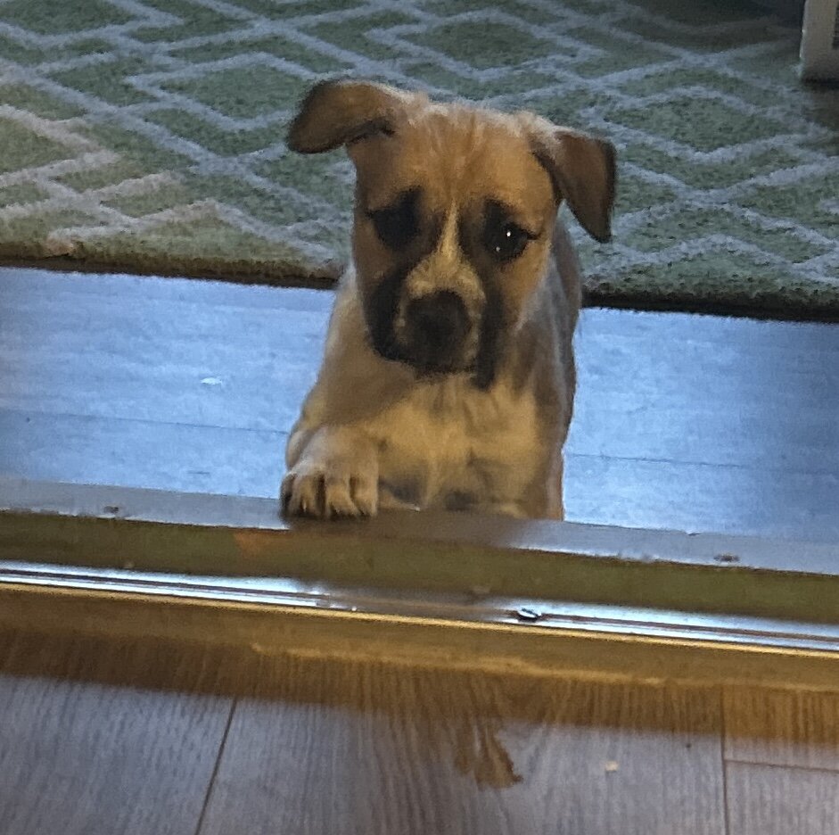 A very young puppy image 3