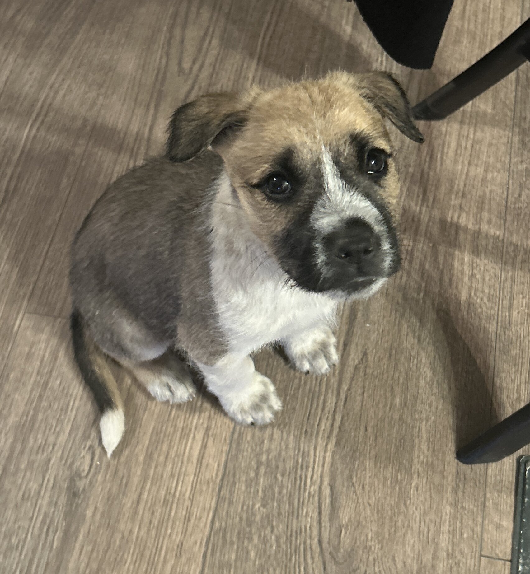 A very young puppy image 1