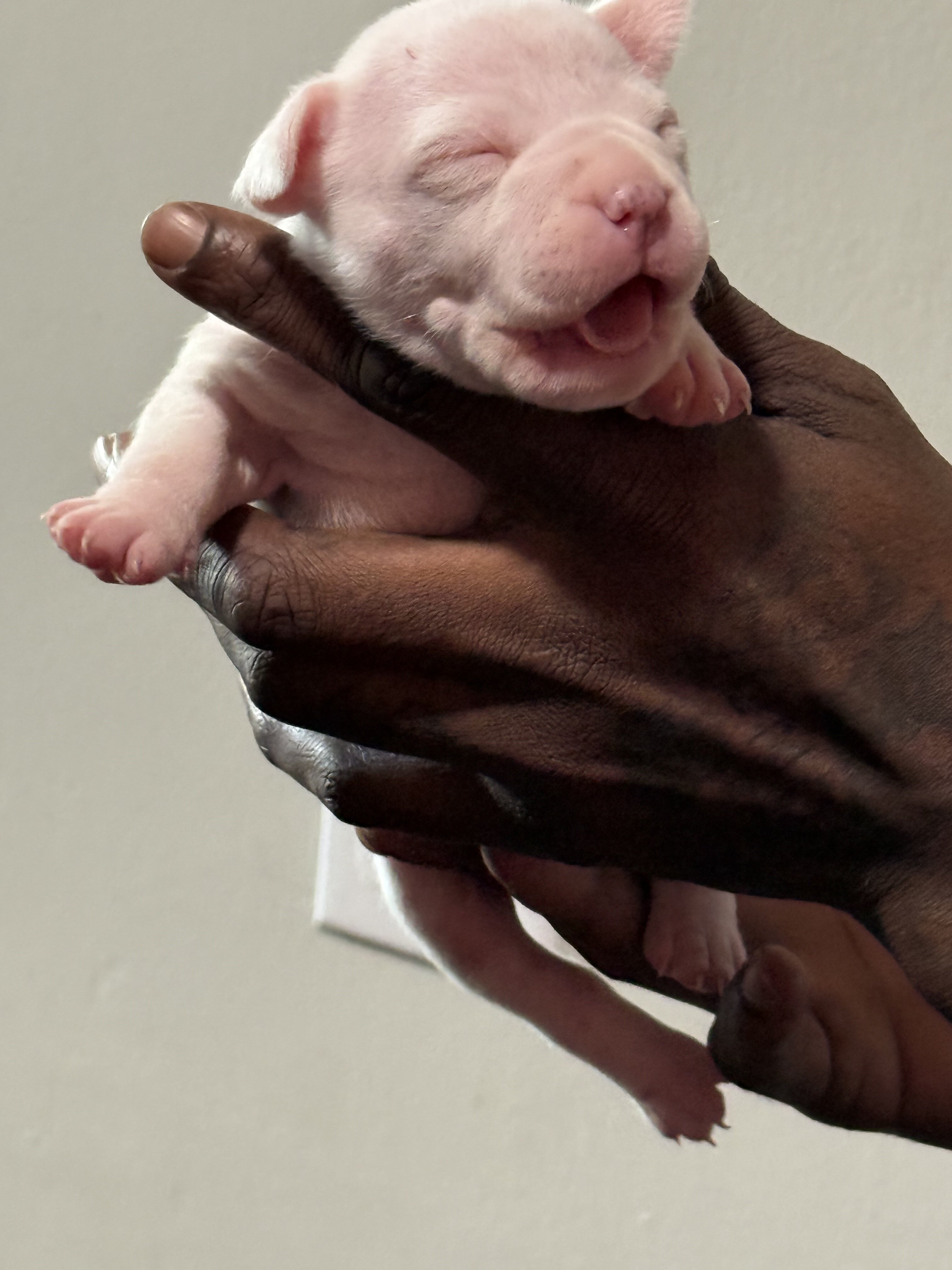 American bully image 5