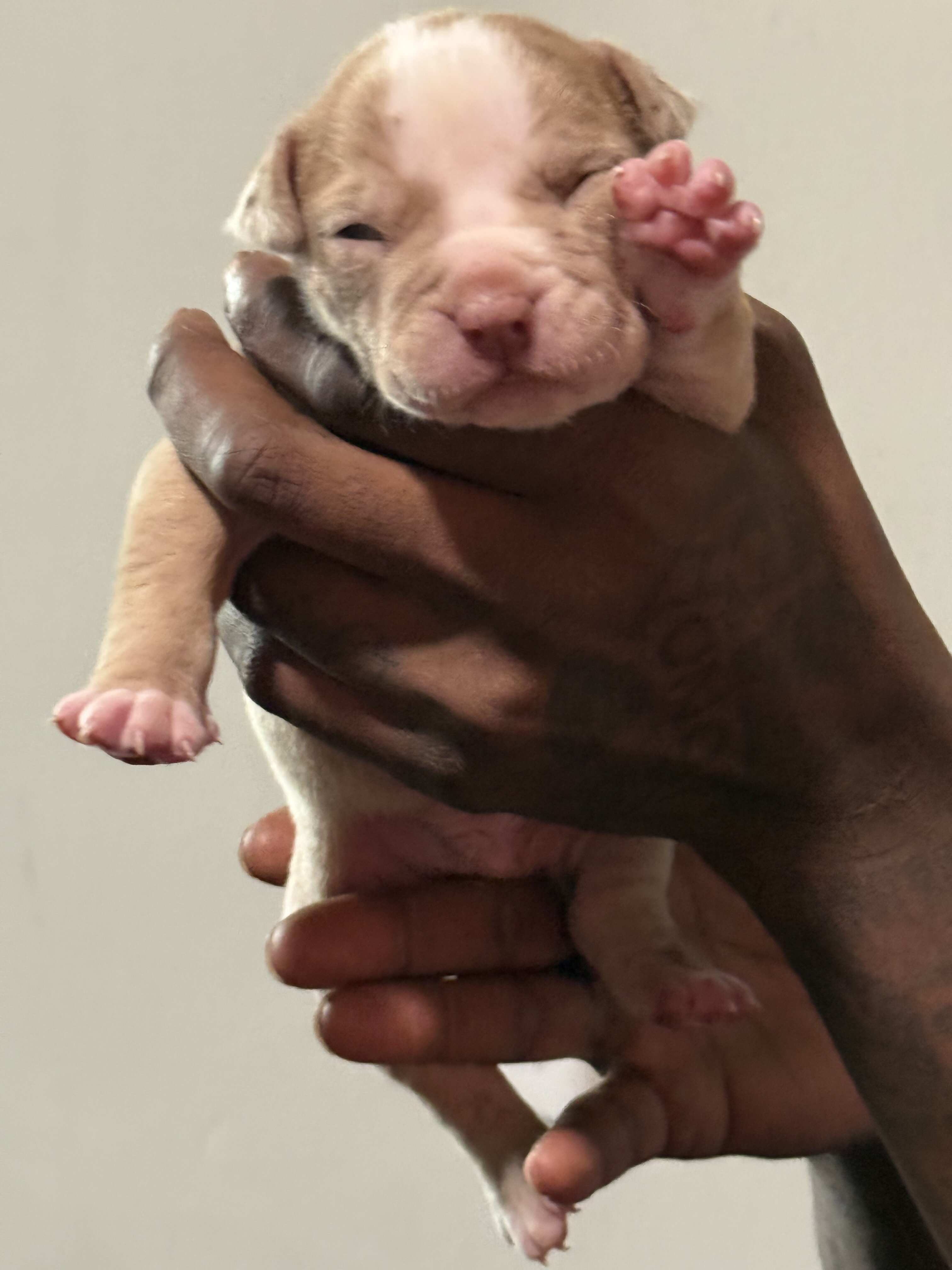 American bully image 7