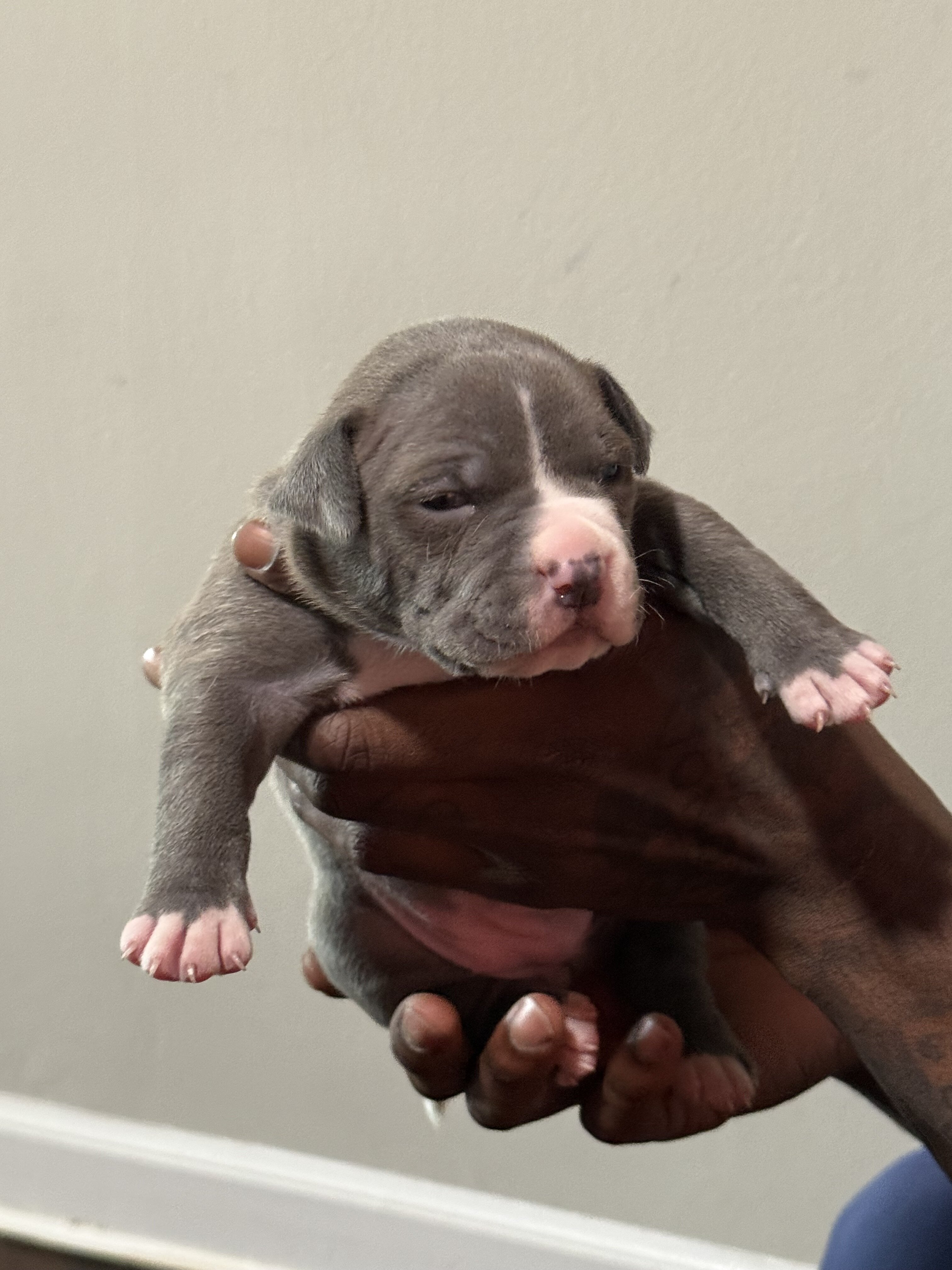American bully image 8