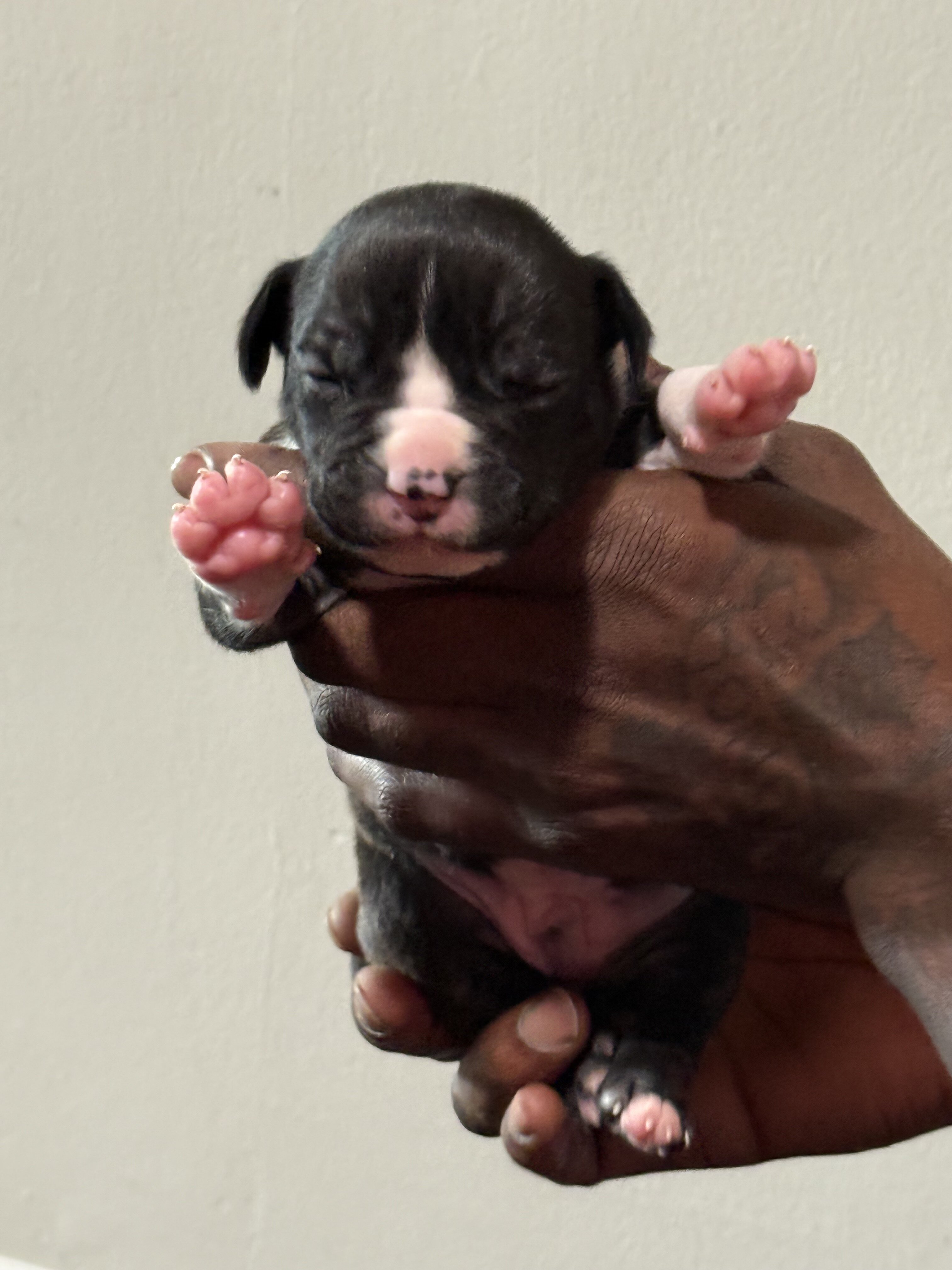 American bully image 9