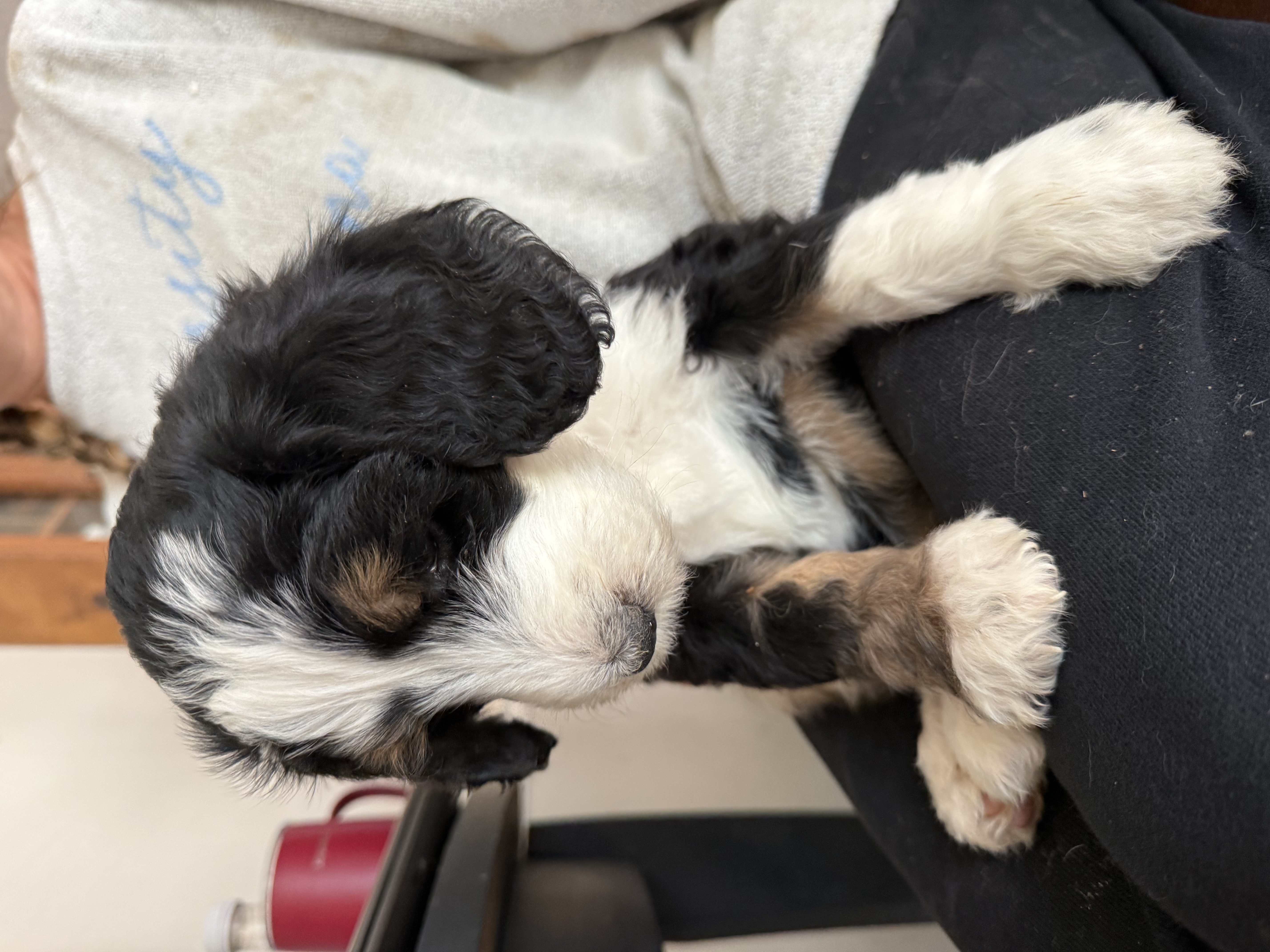 Bernedoodle Puppy image 1
