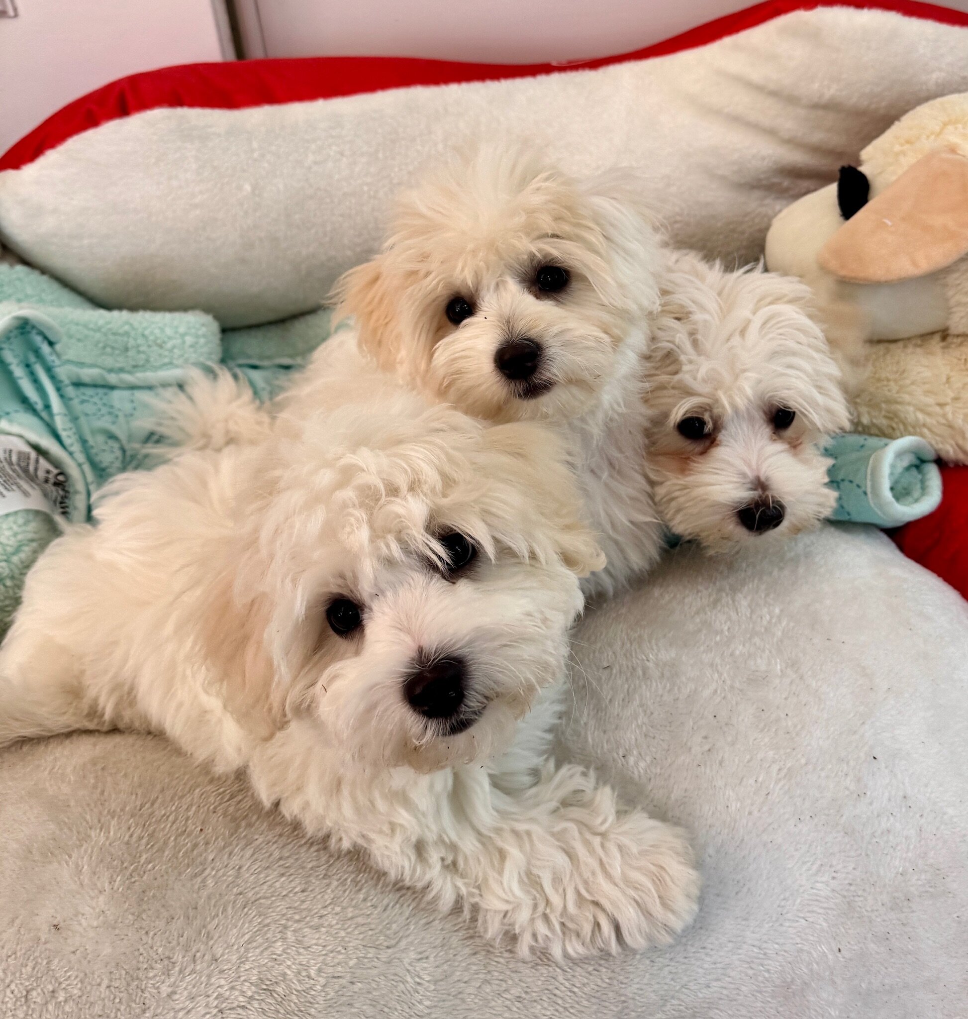 COTONESE PUPPIES | AKC Show-Quality Bloodline image 7