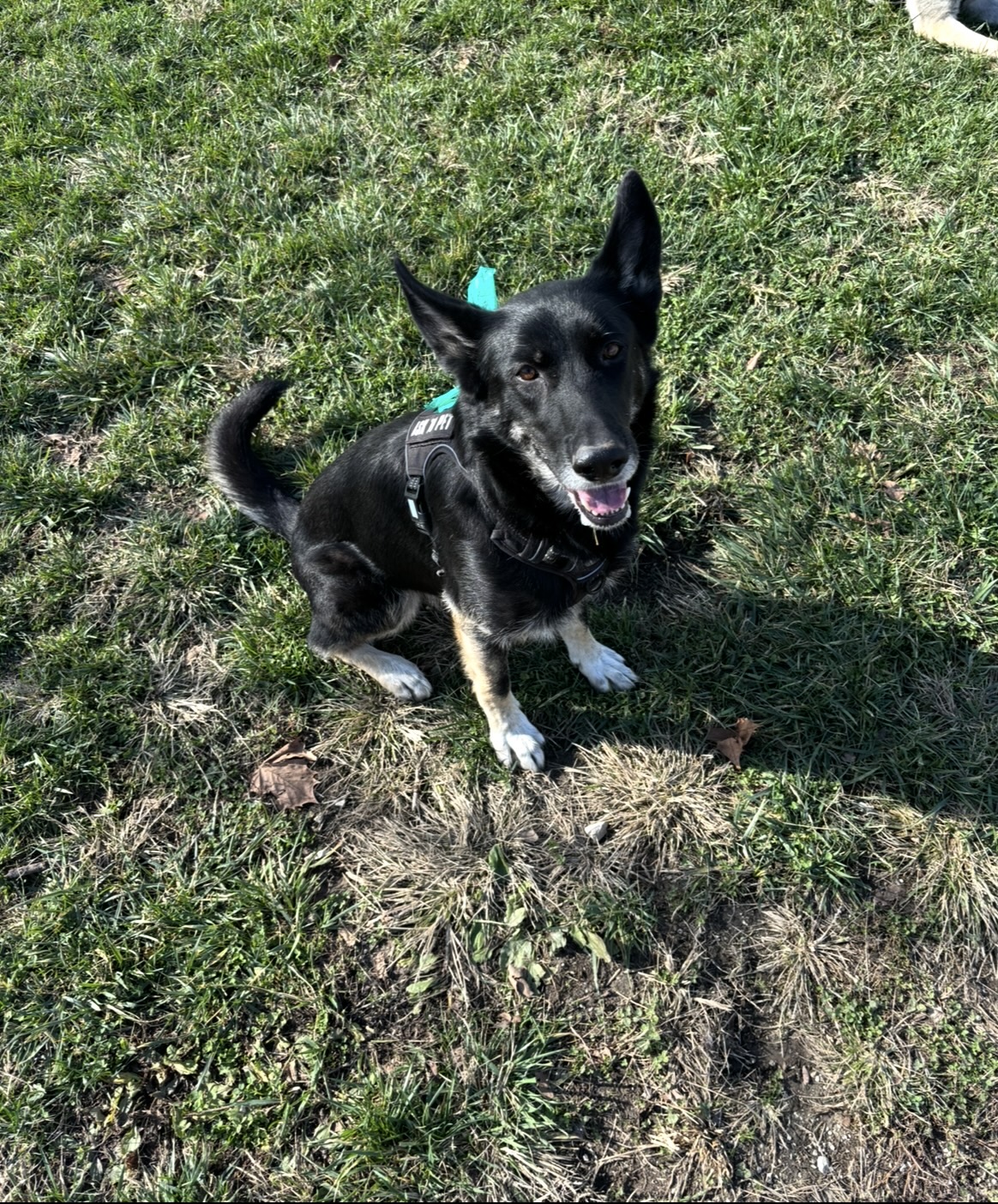 Stella female German shepherd image 1
