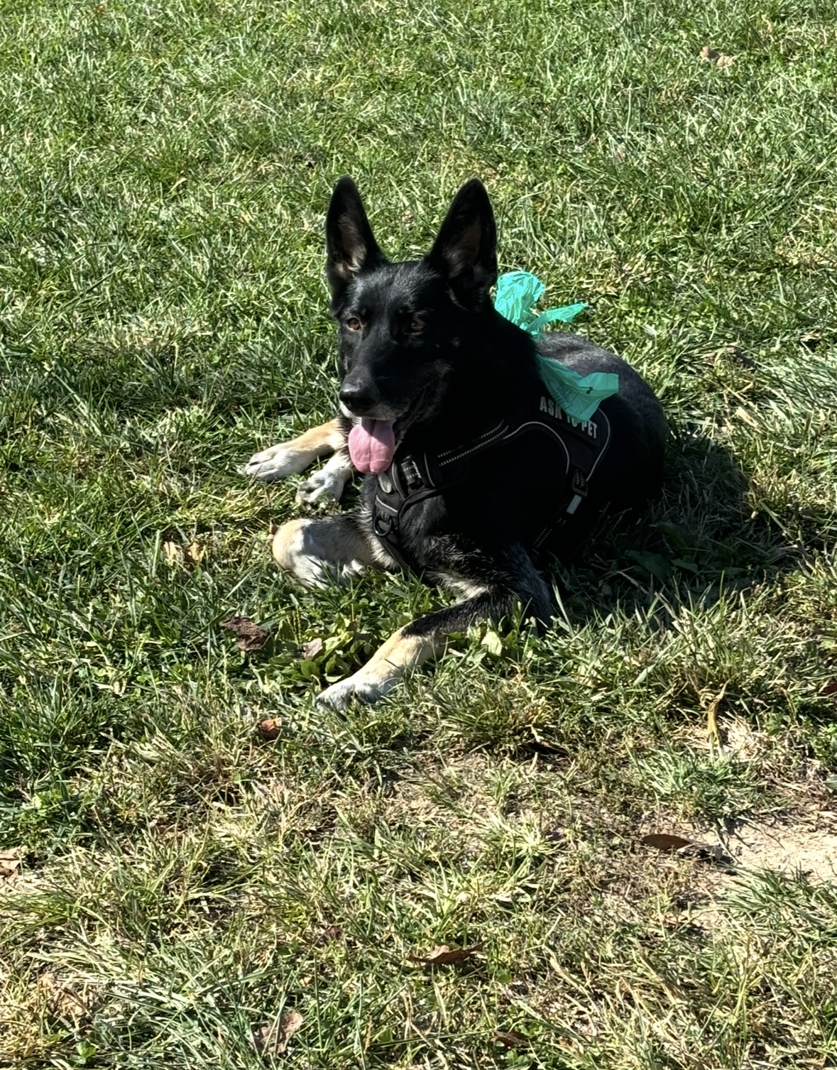 Stella female German shepherd image 2
