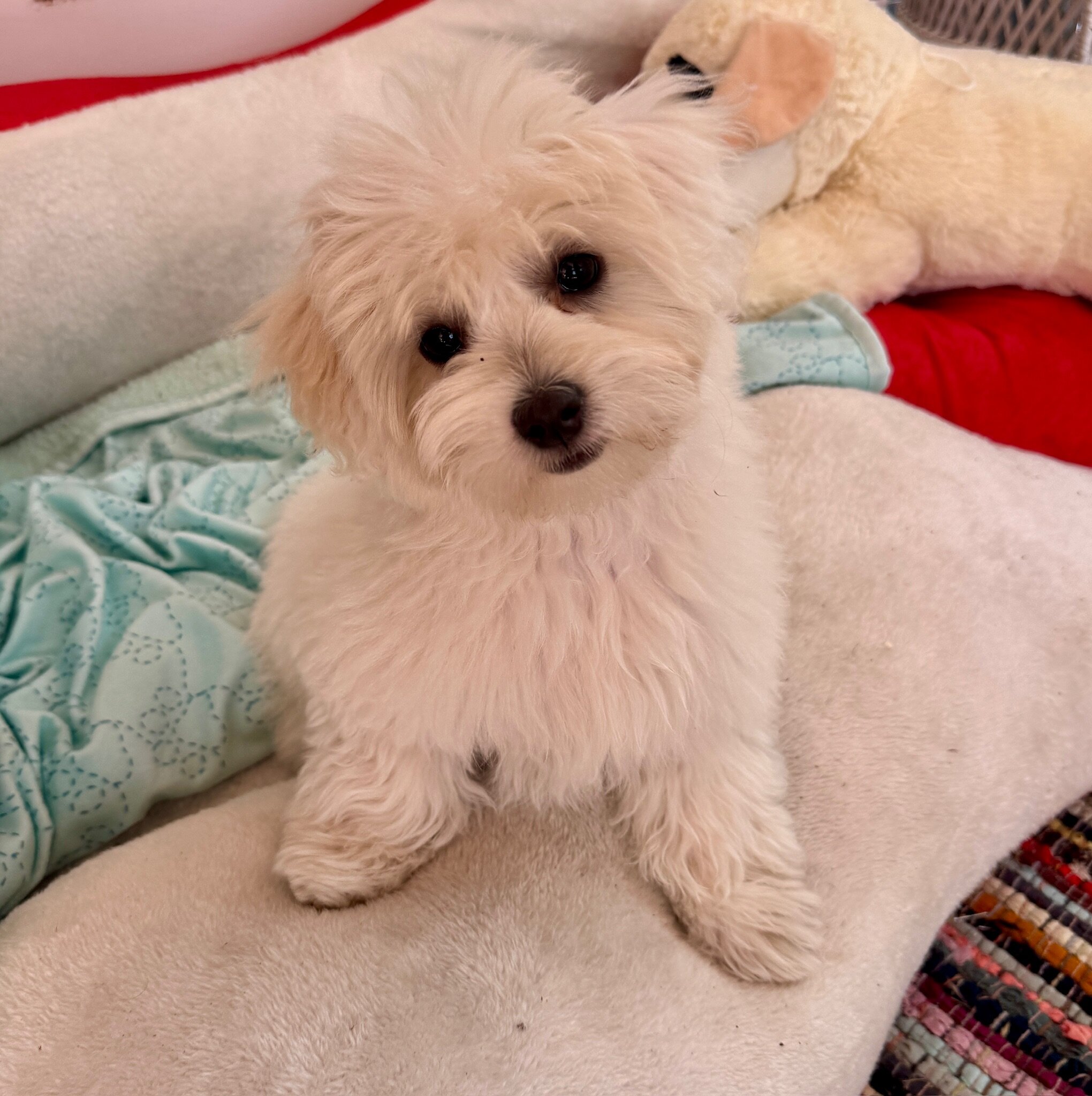 COTONESE PUPPIES | AKC Show-Quality Bloodline image 10