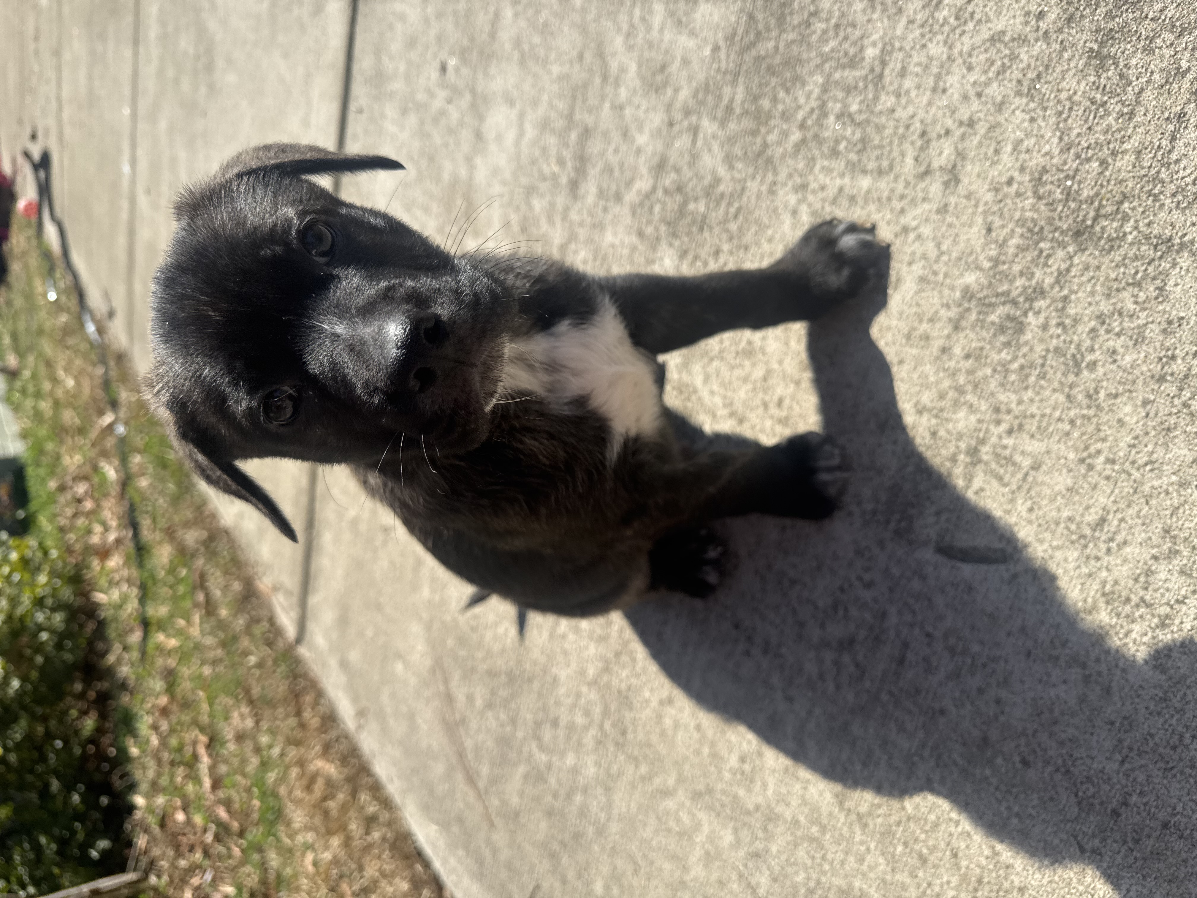 German Shepard Pit Bull mix puppies image 3
