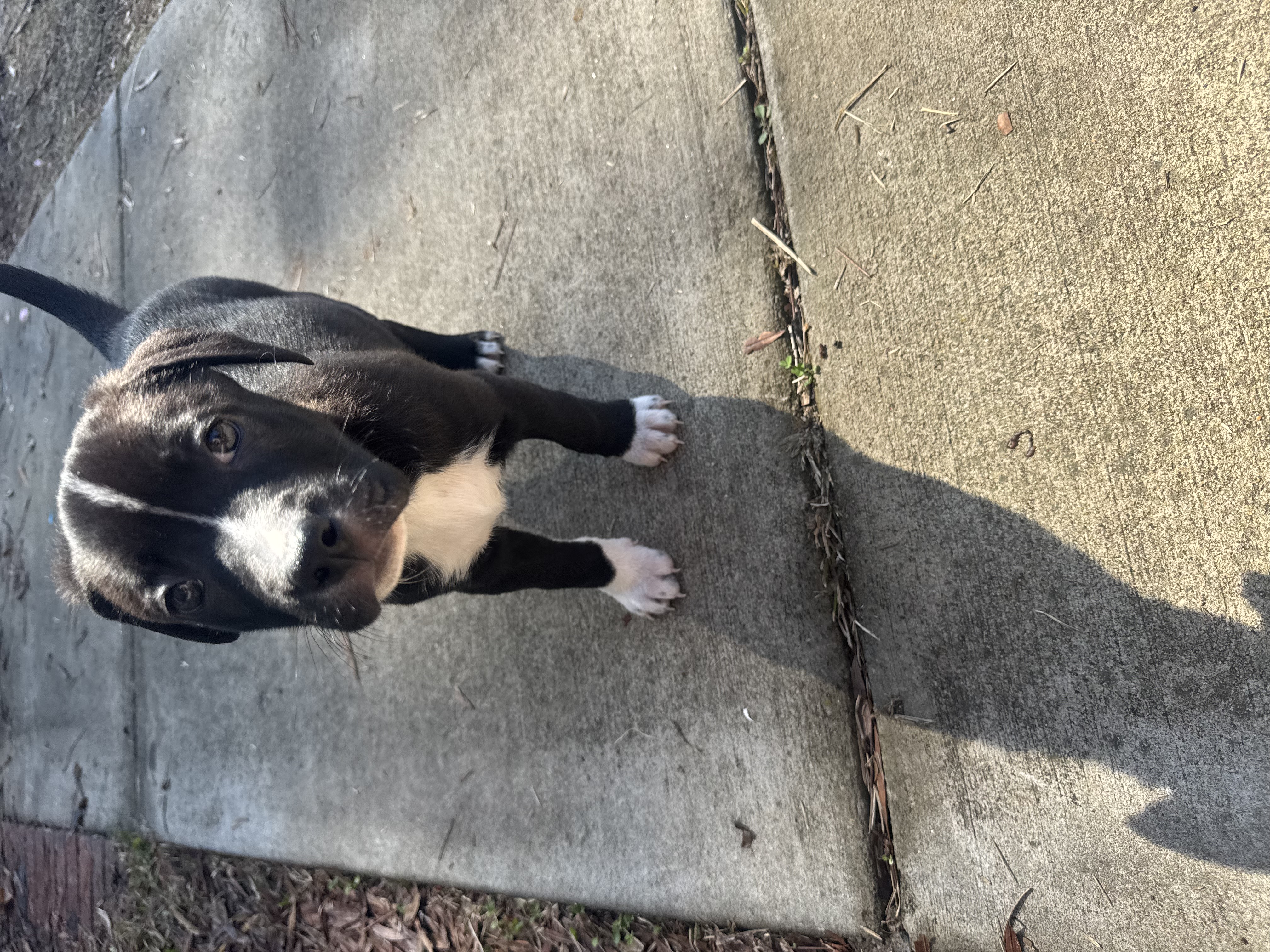 German Shepard Pit Bull mix puppies image 2
