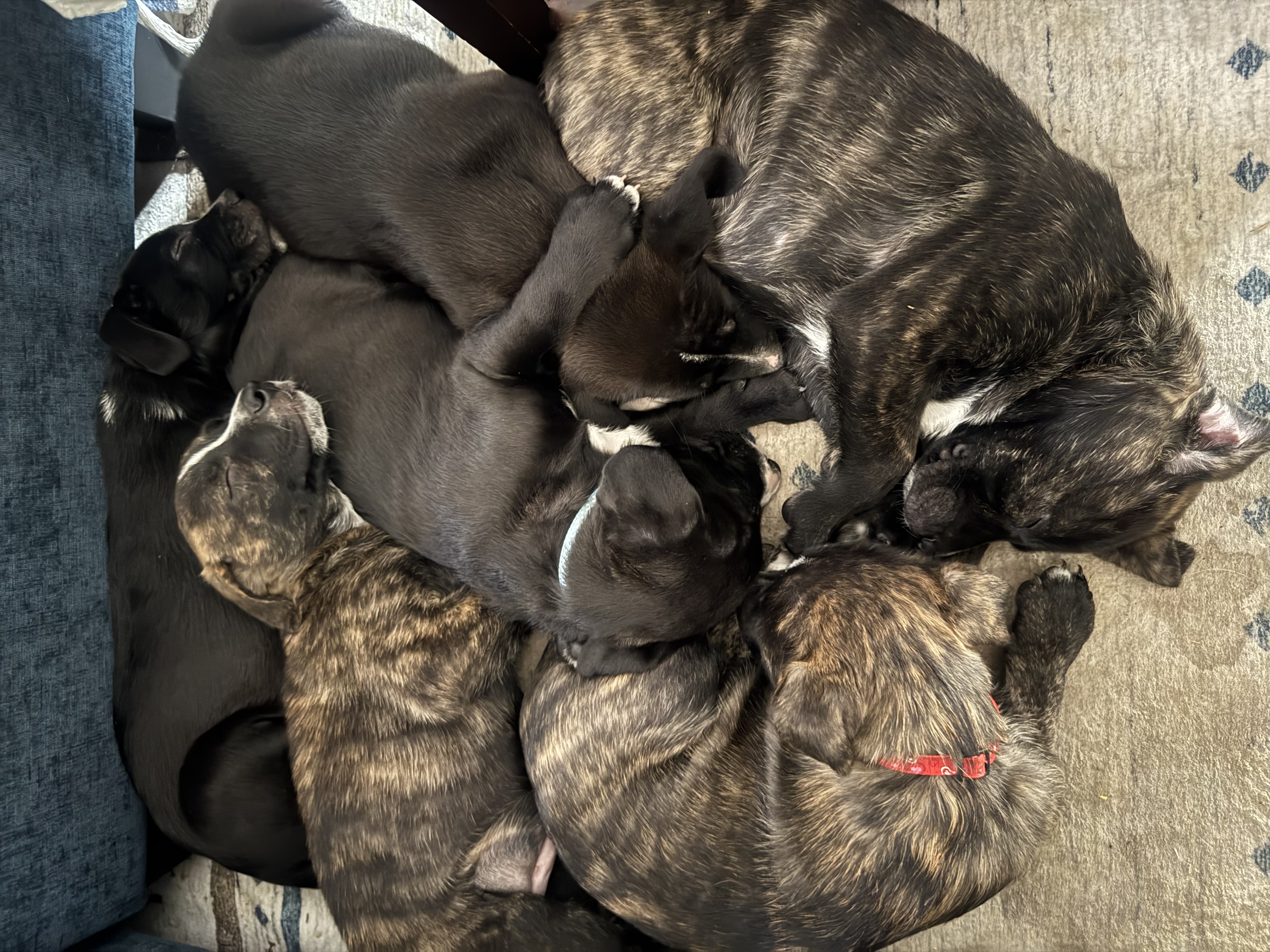 German Shepard Pit Bull mix puppies image 1