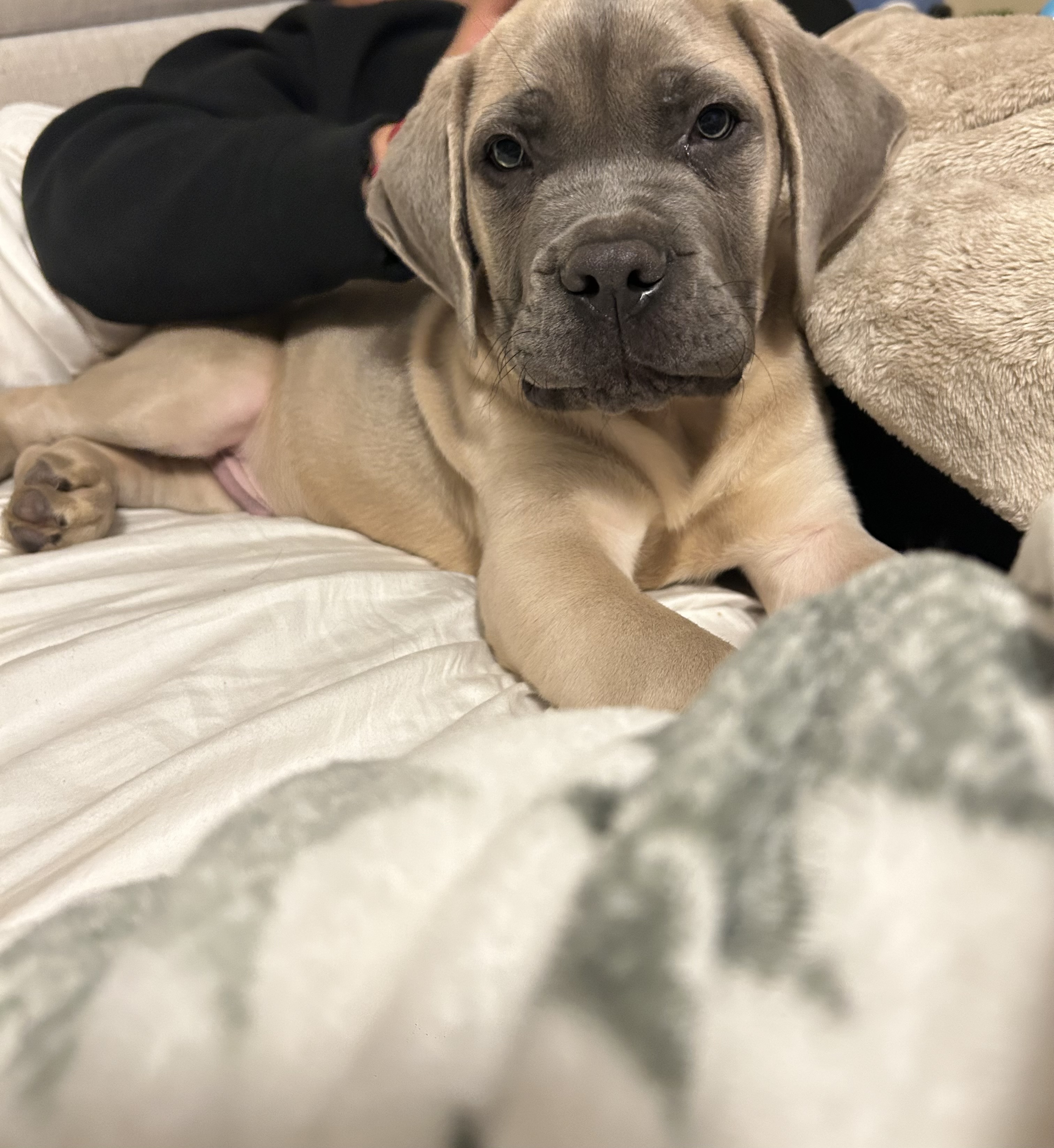 Cane corso image 1