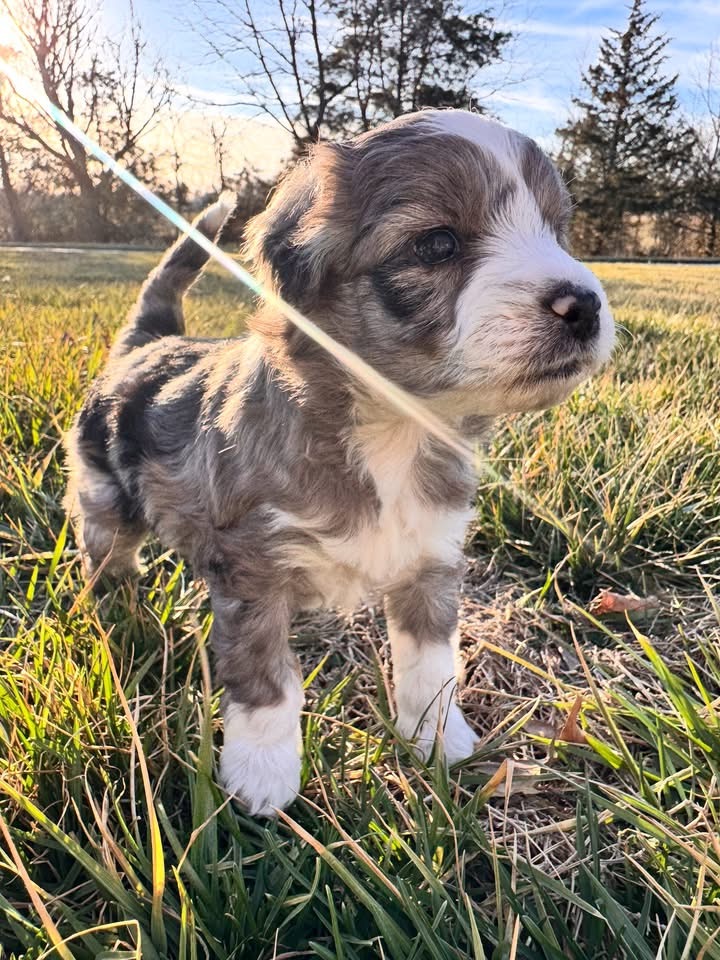Mini Aussiedoodle Puppies  - ready soon! image 2