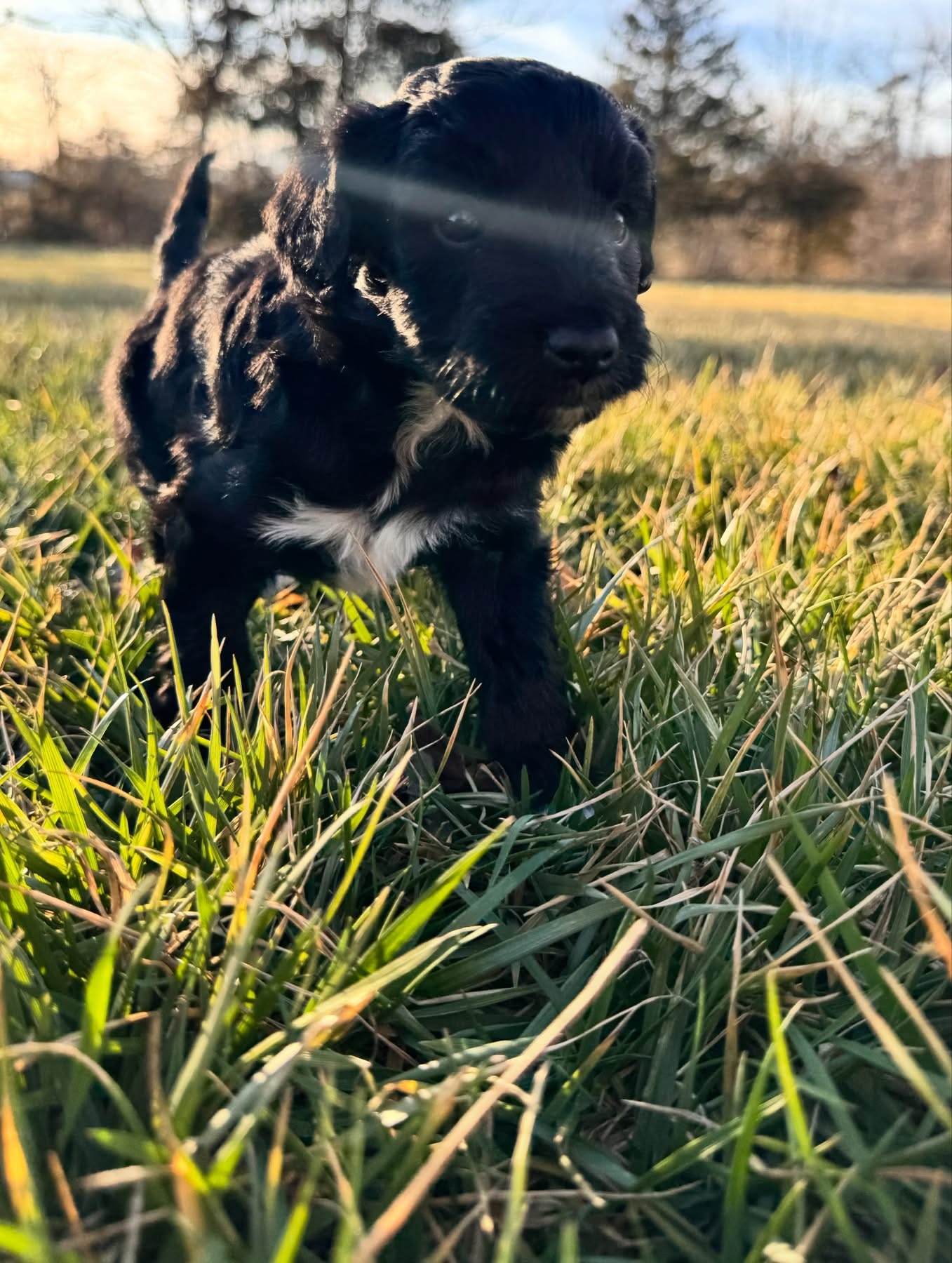 Mini Aussiedoodle Puppies  - ready soon! image 4
