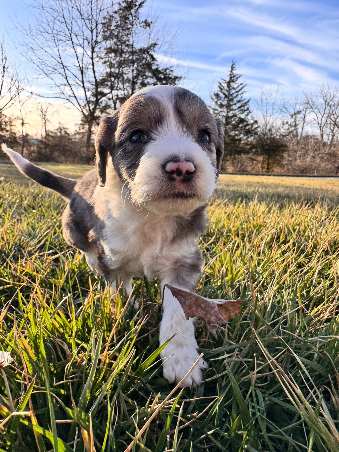 Mini Aussiedoodle Puppies  - ready soon! image 5