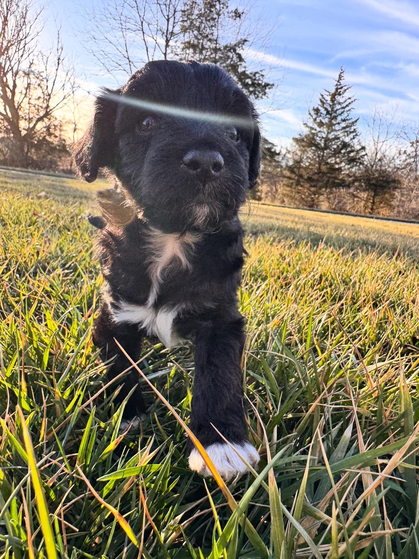 Mini Aussiedoodle Puppies  - ready soon! image 6
