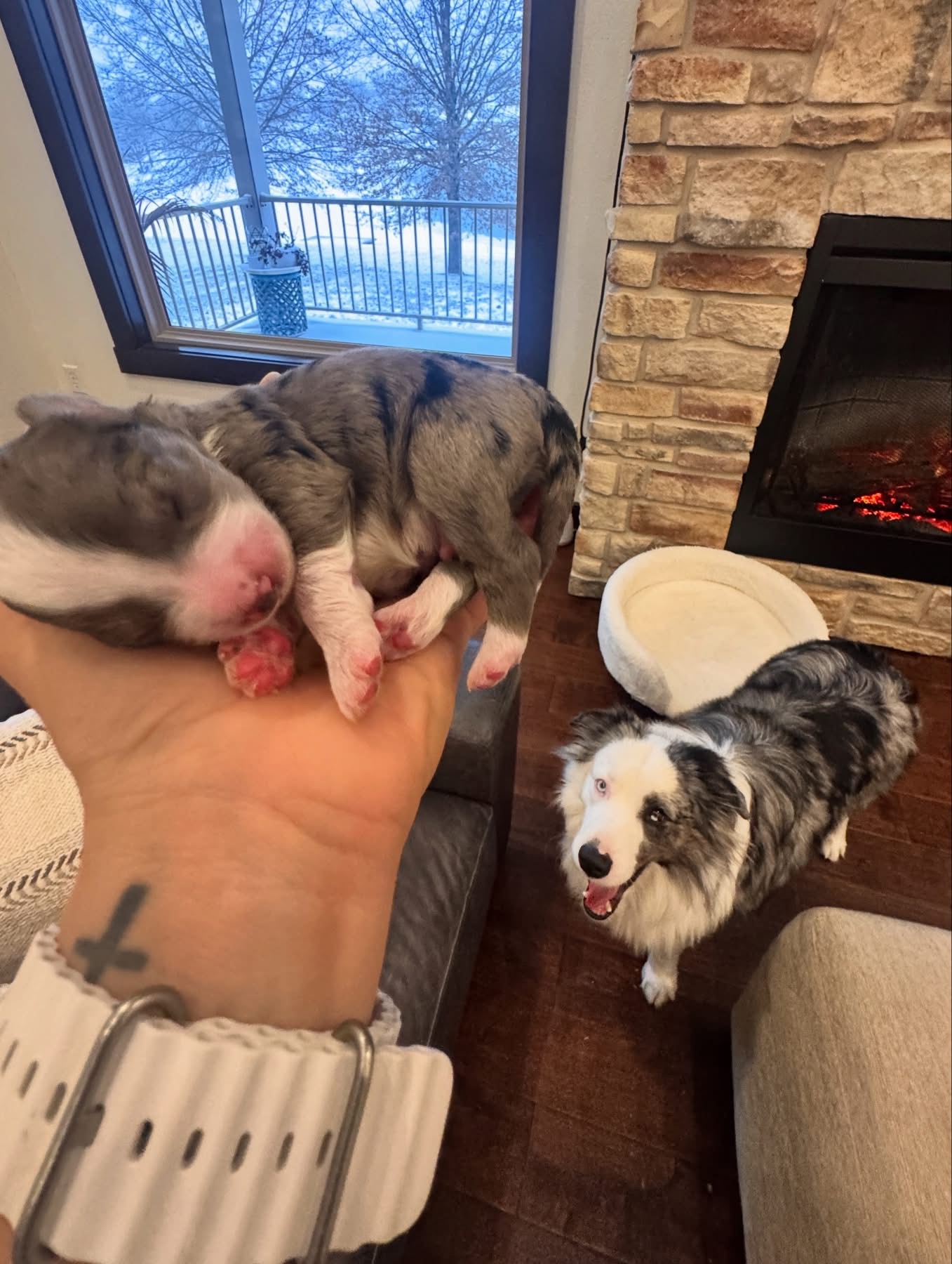 Mini Aussiedoodle Puppies  - ready soon! image 1