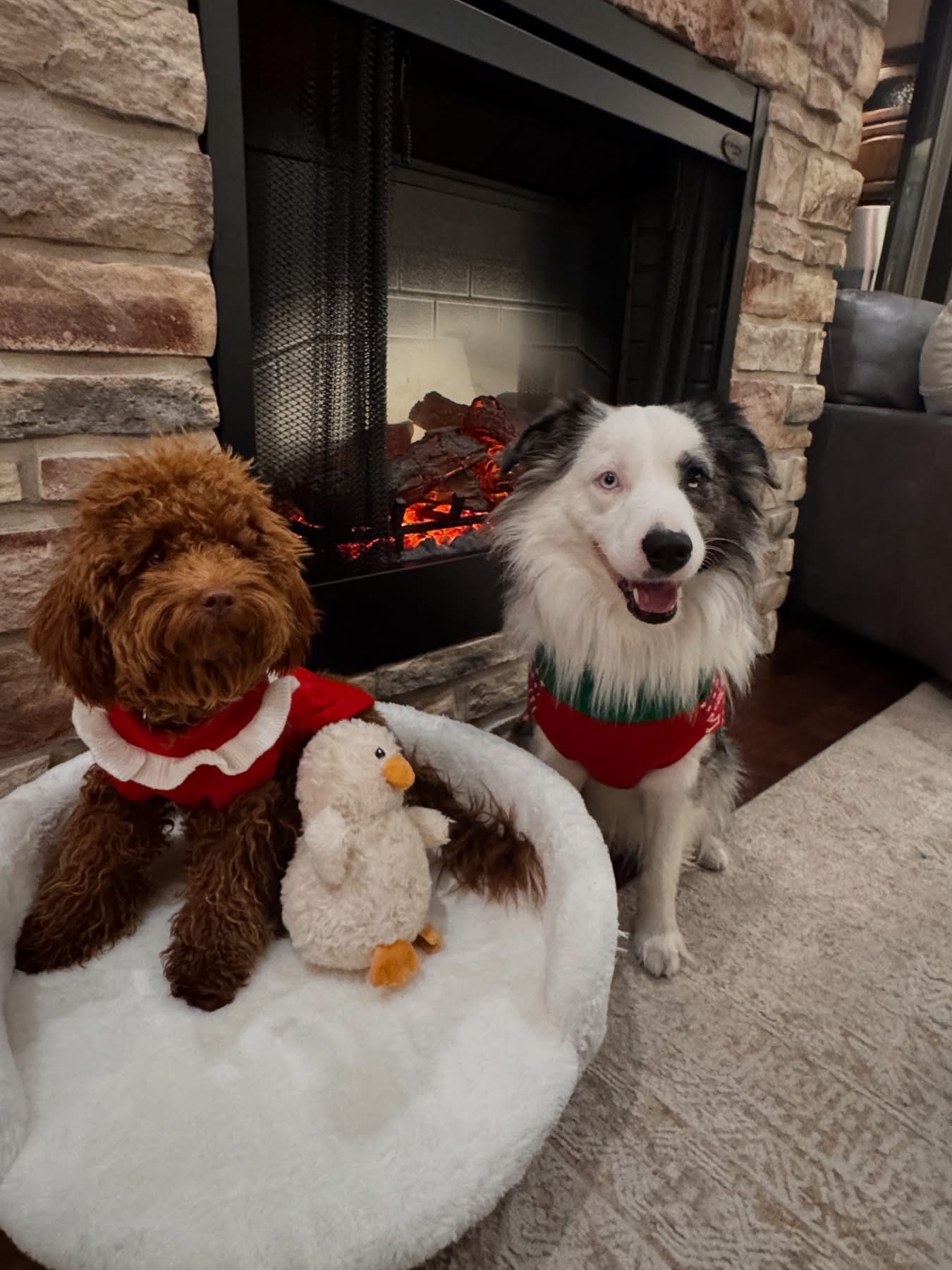 Mini Aussiedoodle Puppies  - ready soon! image 9