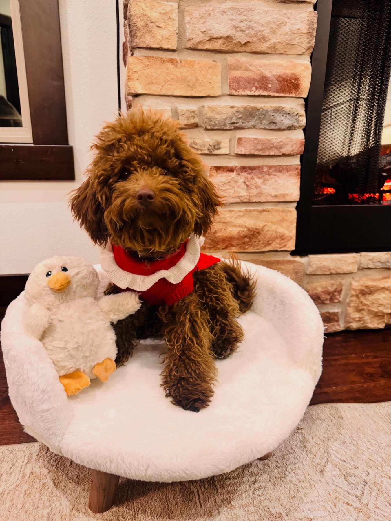 Mini Aussiedoodle Puppies  - ready soon! image 7