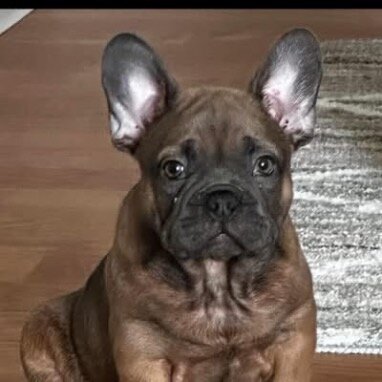 Adorable French Bulldog Puppies Ready for Loving H image 1