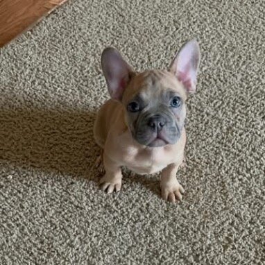 Adorable French Bulldog Puppies Ready for Loving H image 4