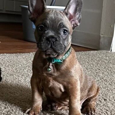 Adorable French Bulldog Puppies Ready for Loving H image 3