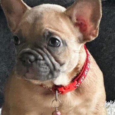 Adorable French Bulldog Puppies Ready for Loving H image 2