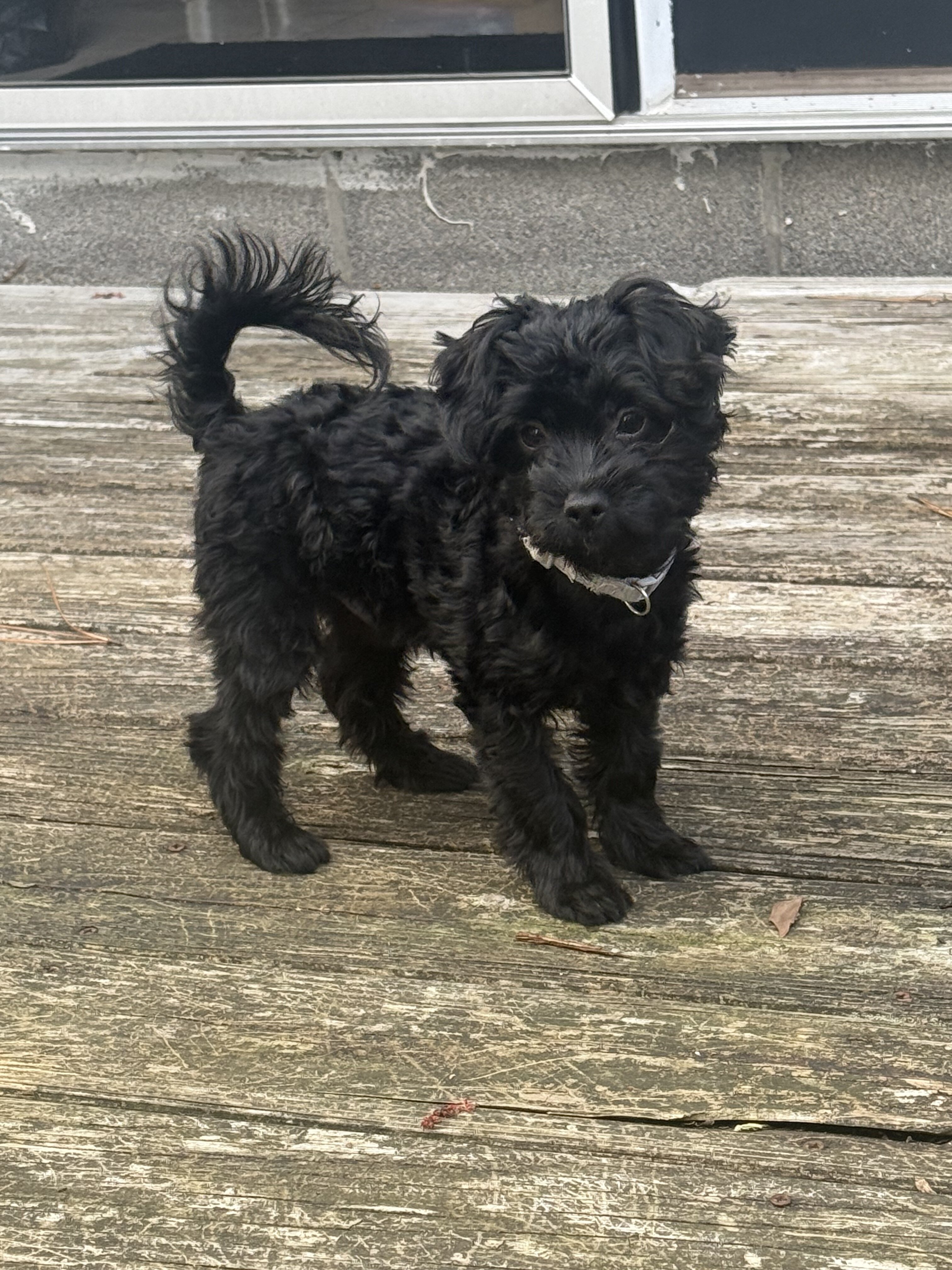 Small/Toy Black Male YorkiePoo Puppy For Sale image 1
