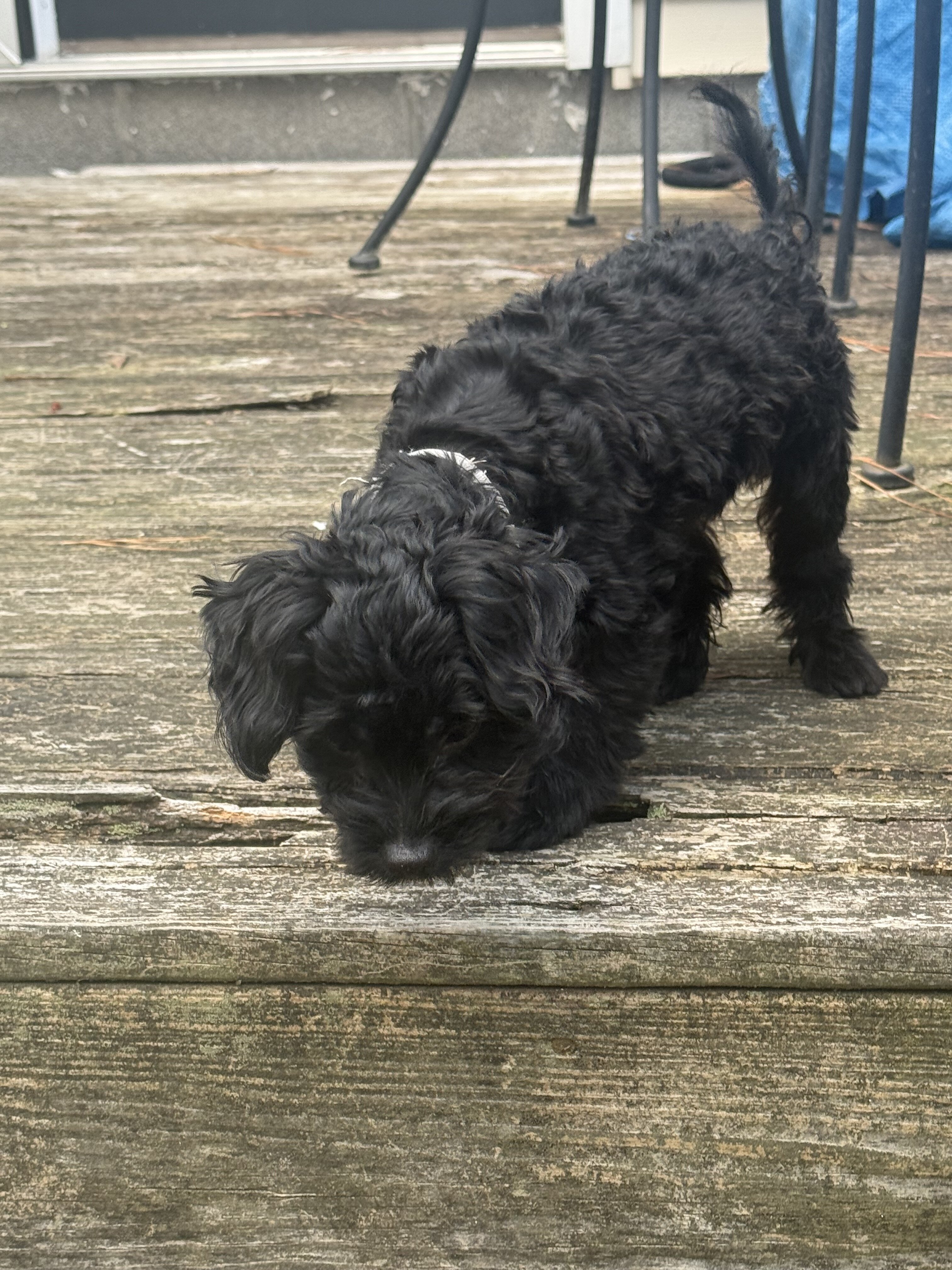 Small/Toy Black Male YorkiePoo Puppy For Sale image 3