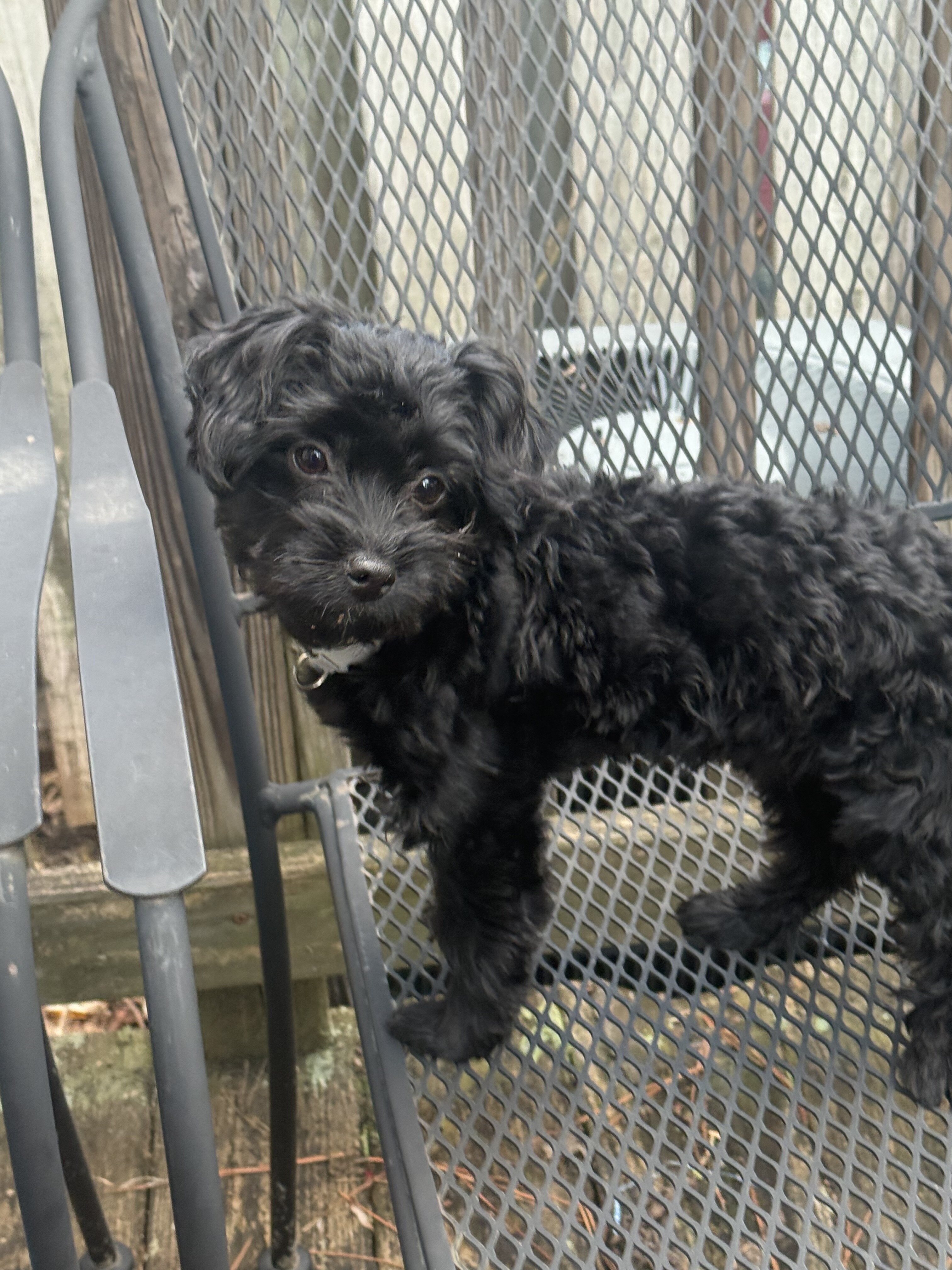Small/Toy Black Male YorkiePoo Puppy For Sale image 2