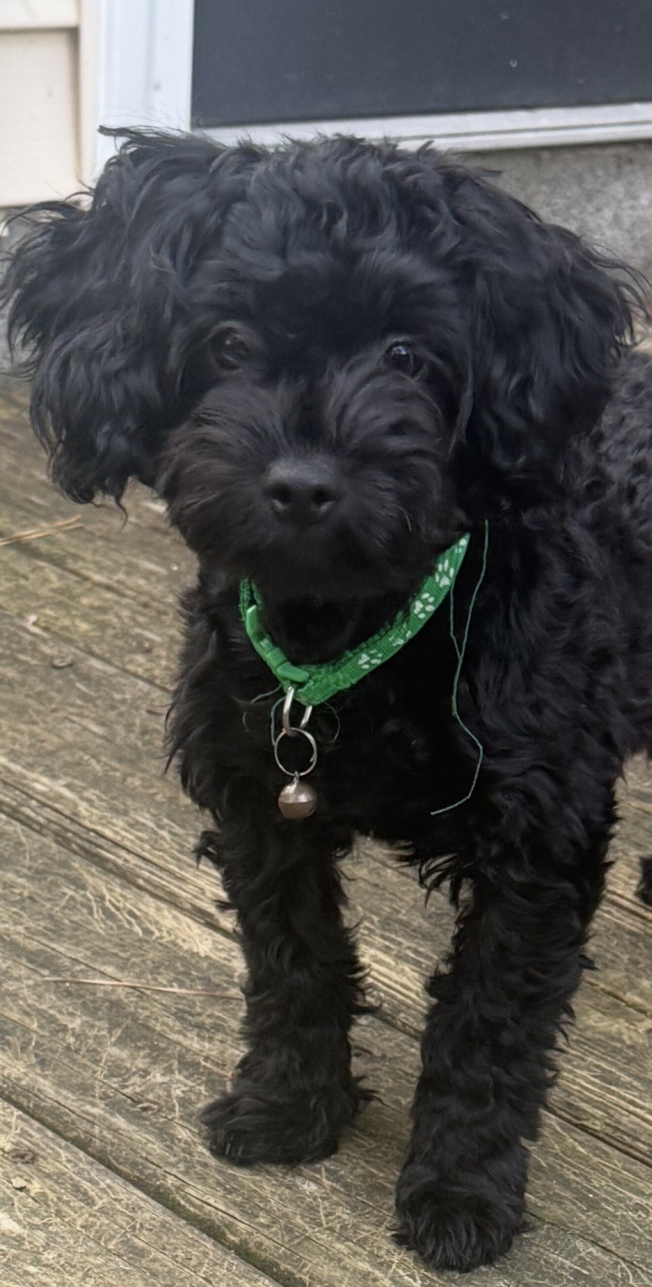Small Black YorkiePoo Male Puppy For Sale image 1