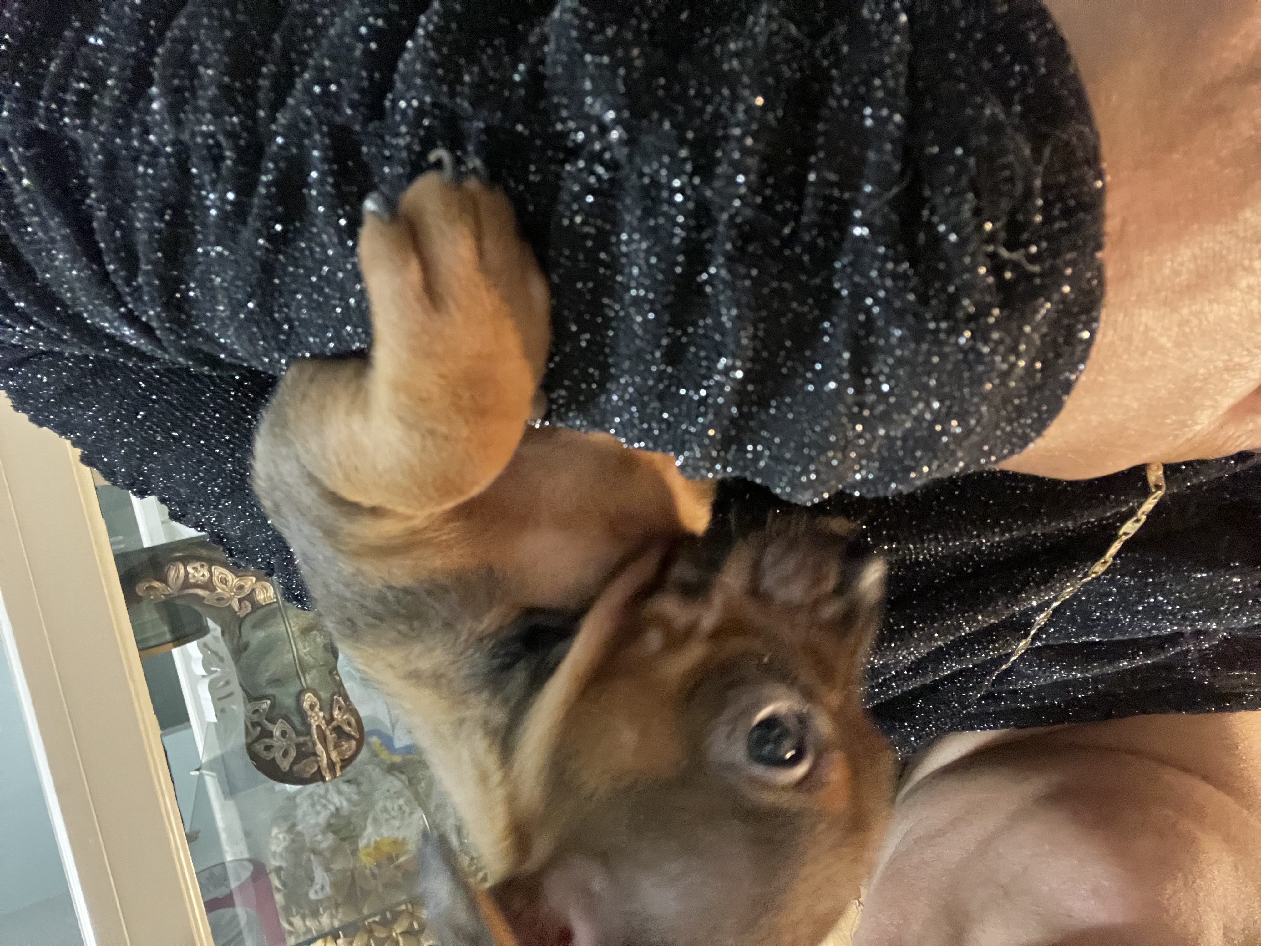 Chihuahuas image 5
