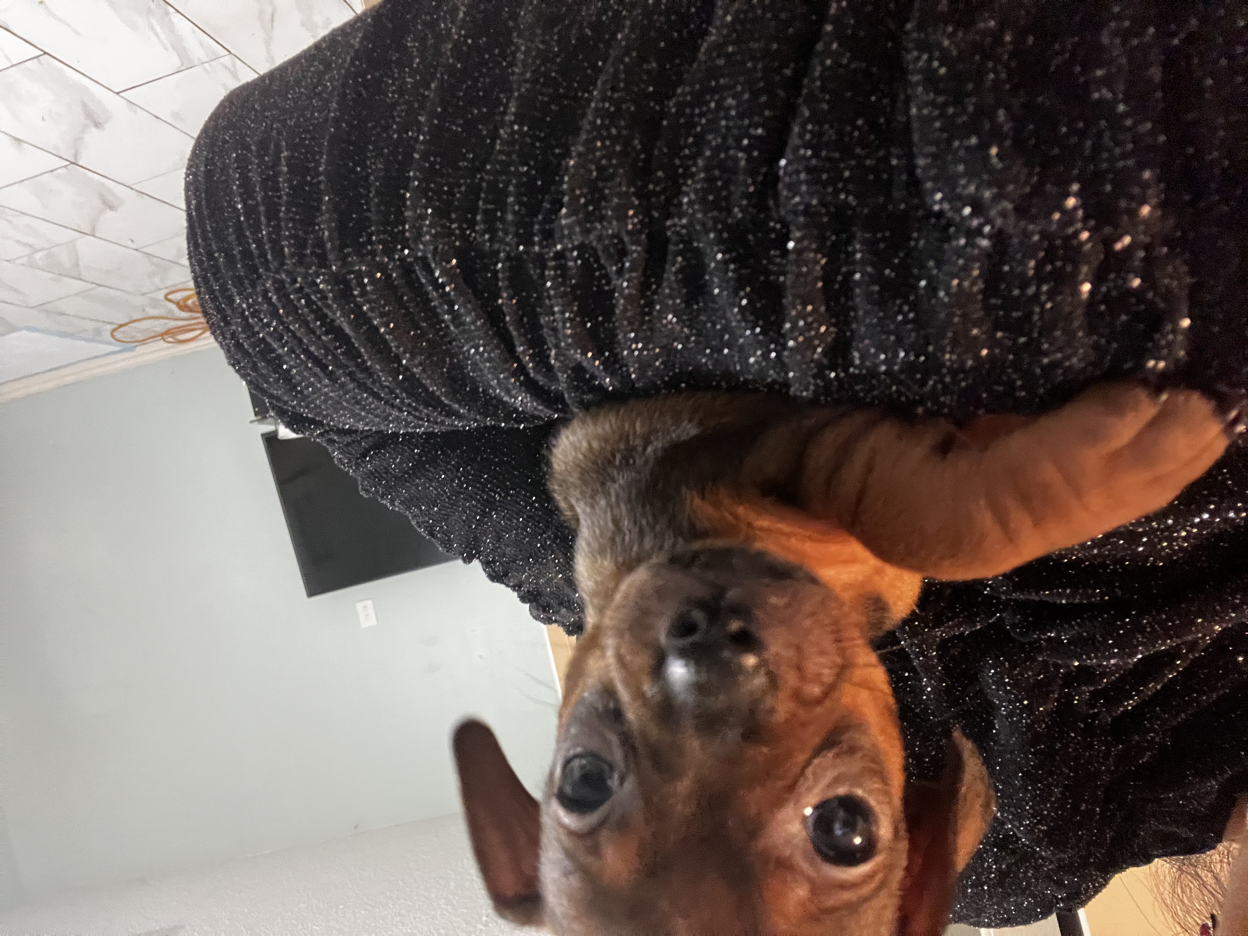 Chihuahuas image 4