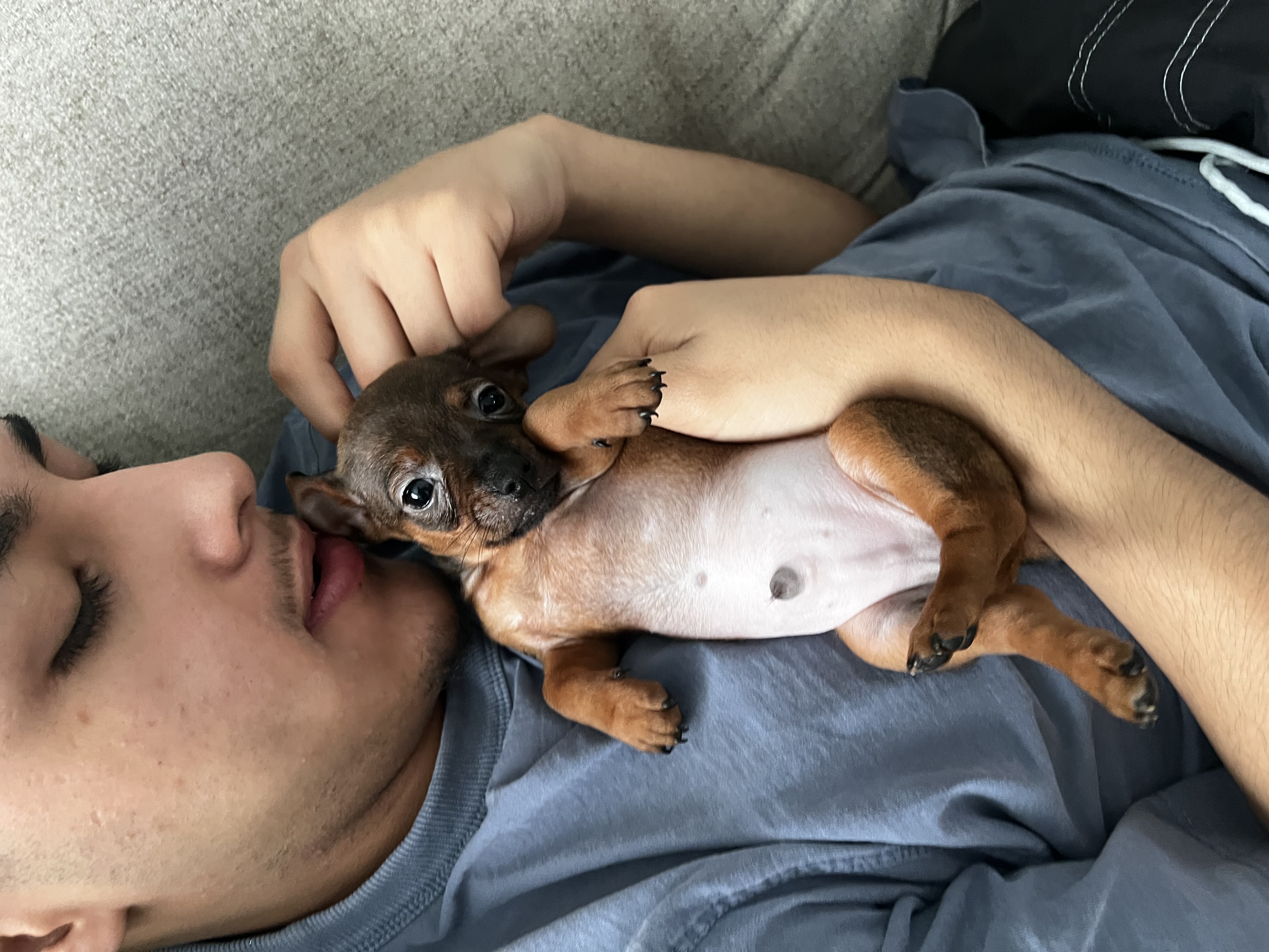 Chihuahuas image 3