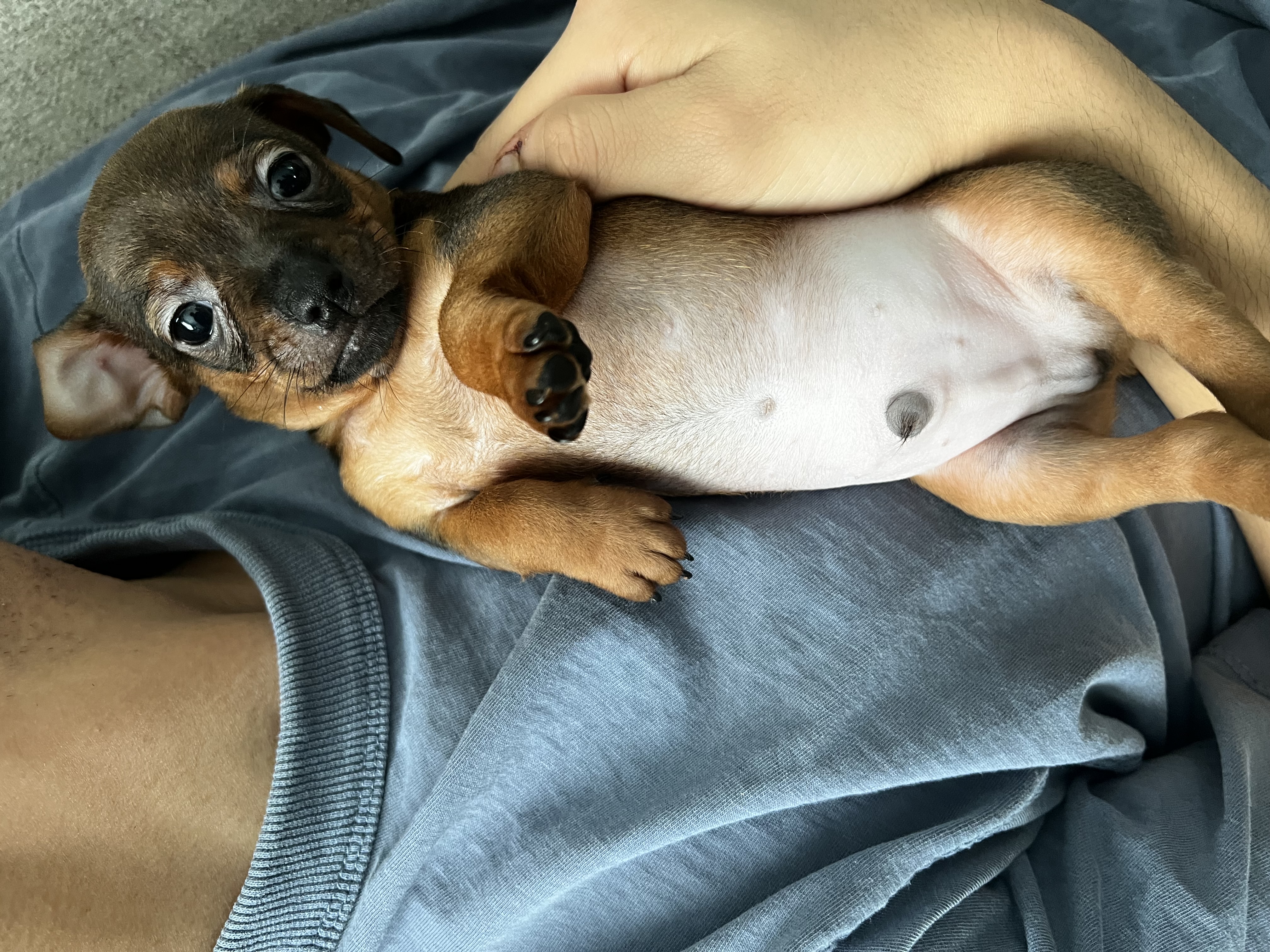 Chihuahuas image 2