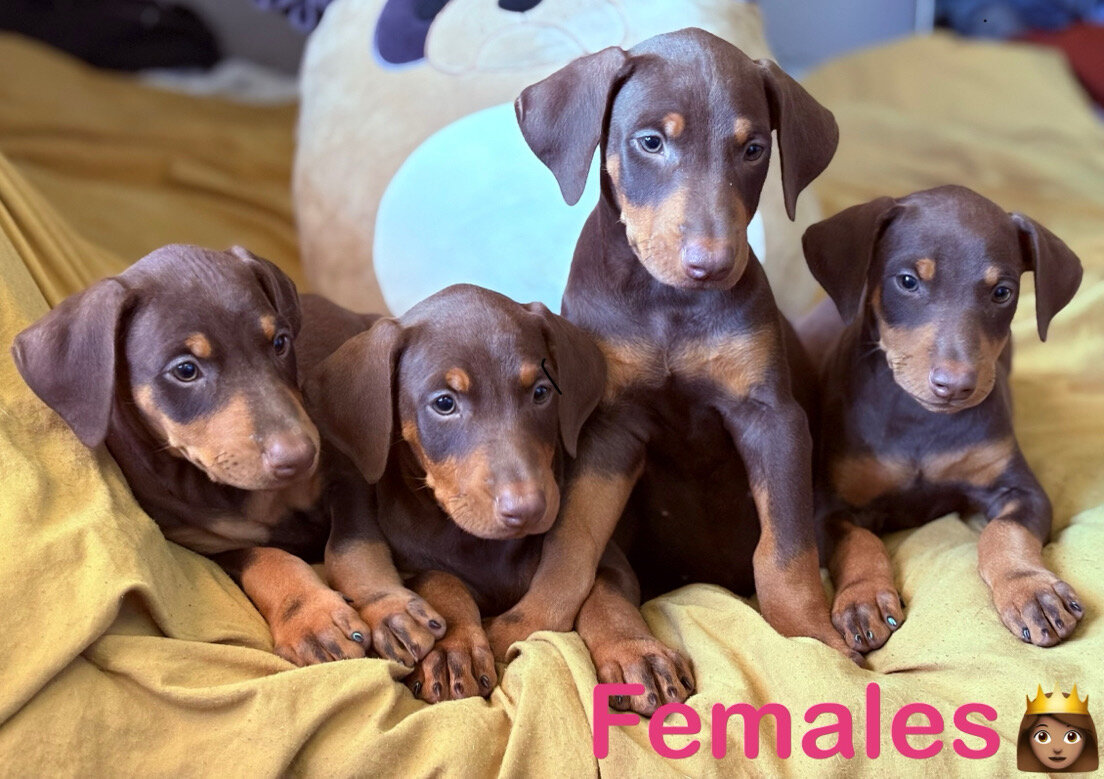 Doberman Pinscher Puppys image 7