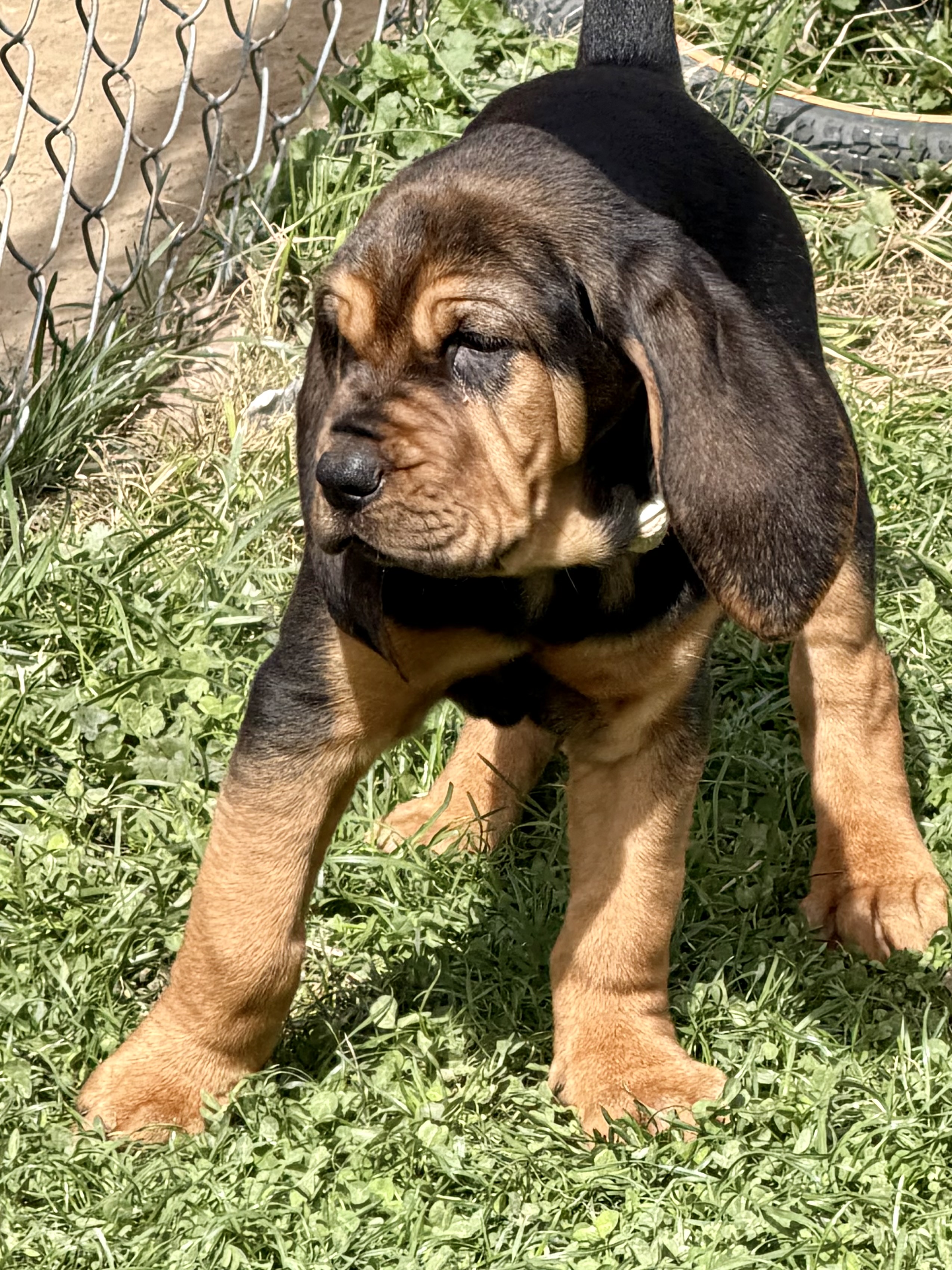Bloodhounds image 3