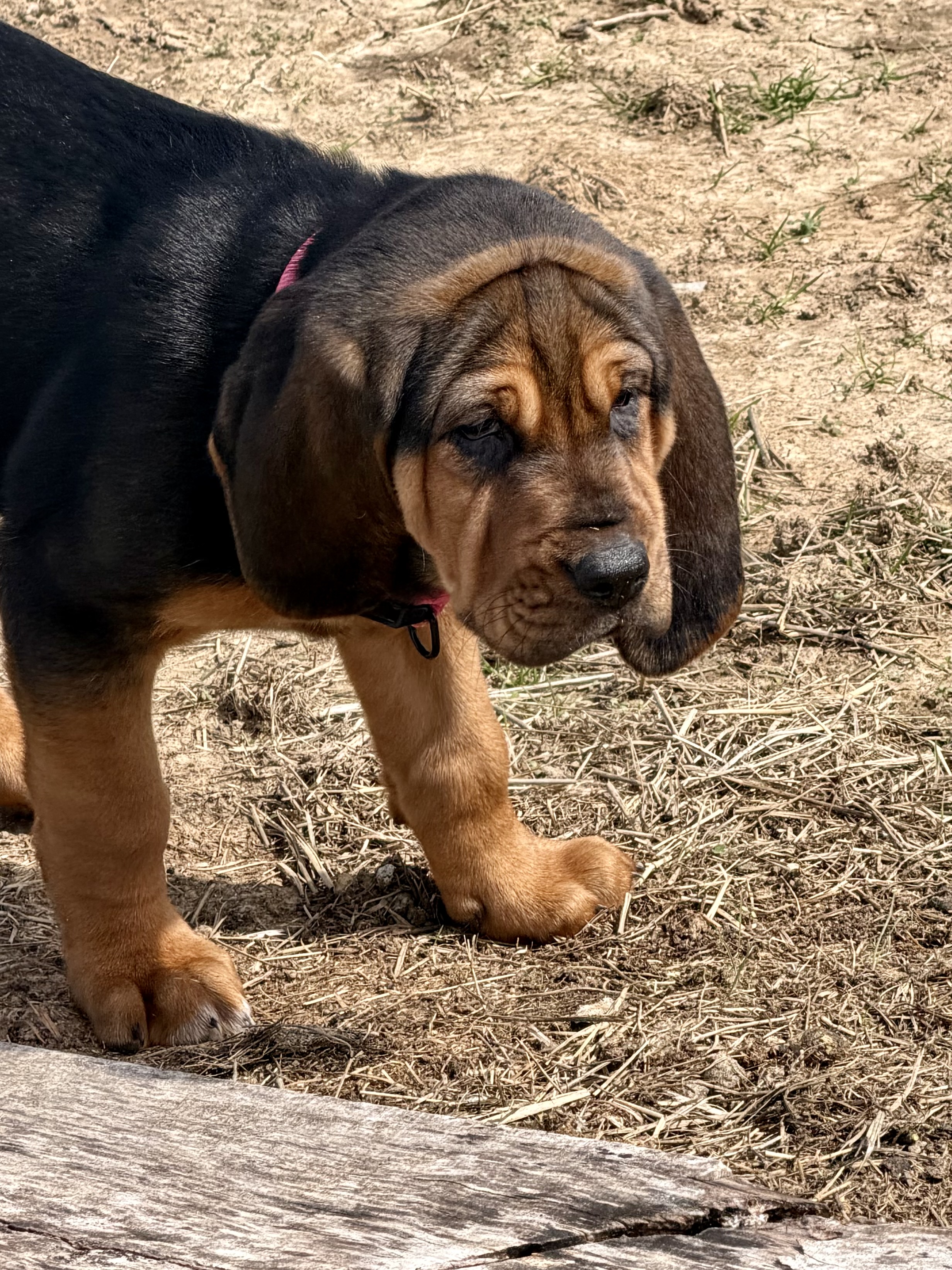 Bloodhounds image 2