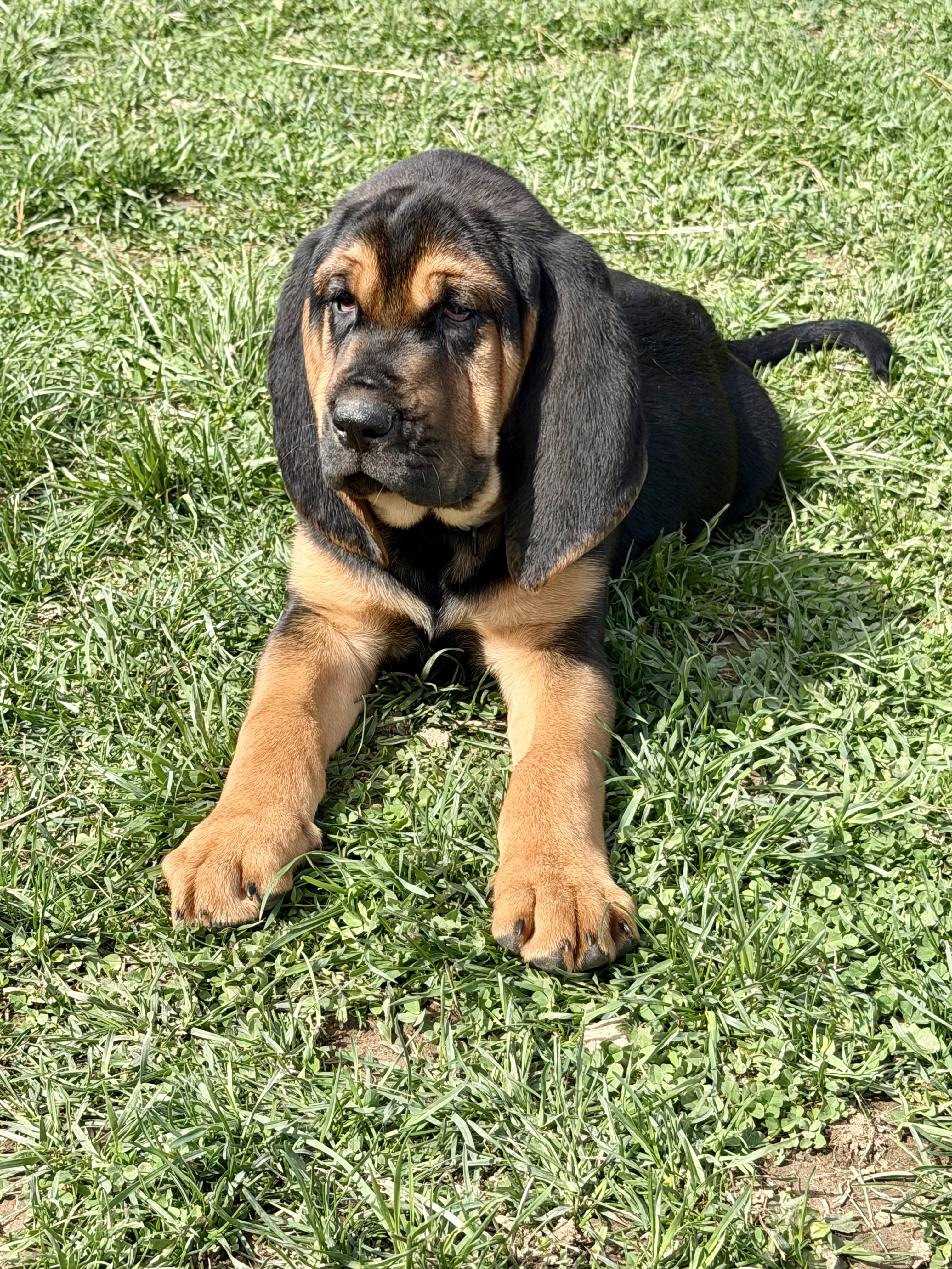 Bloodhounds image 1