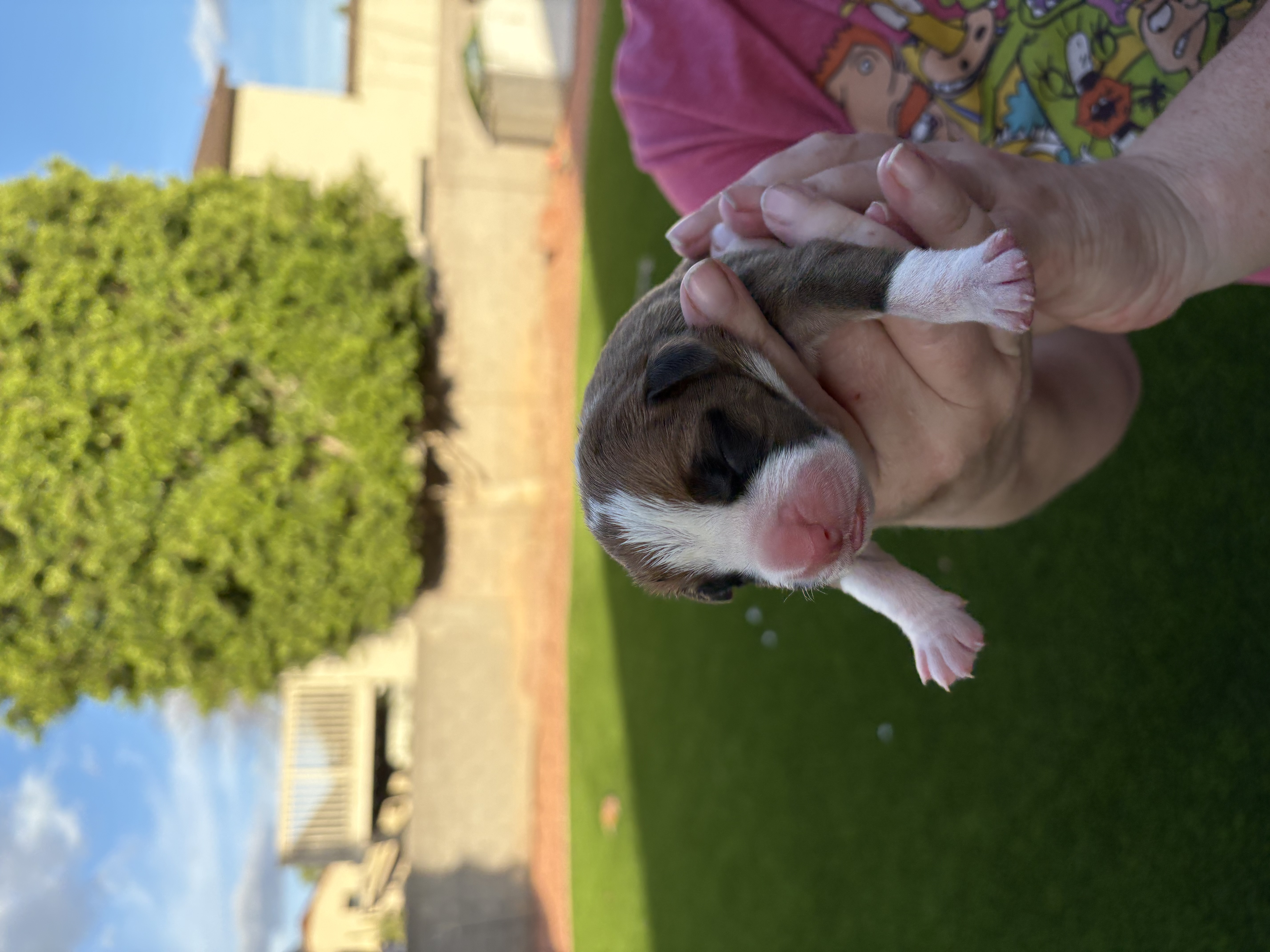 Boxer puppies image 4